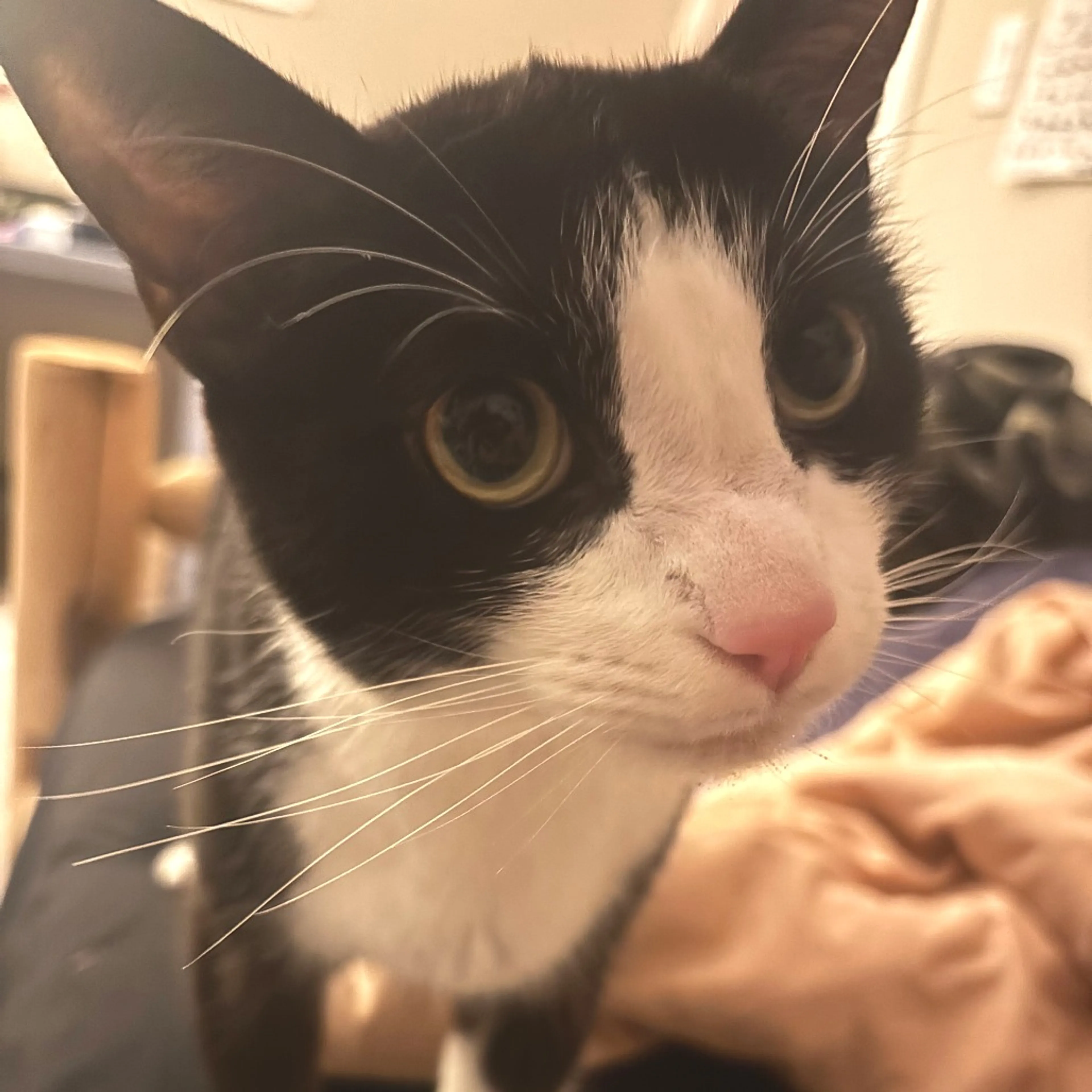 Found pet-5