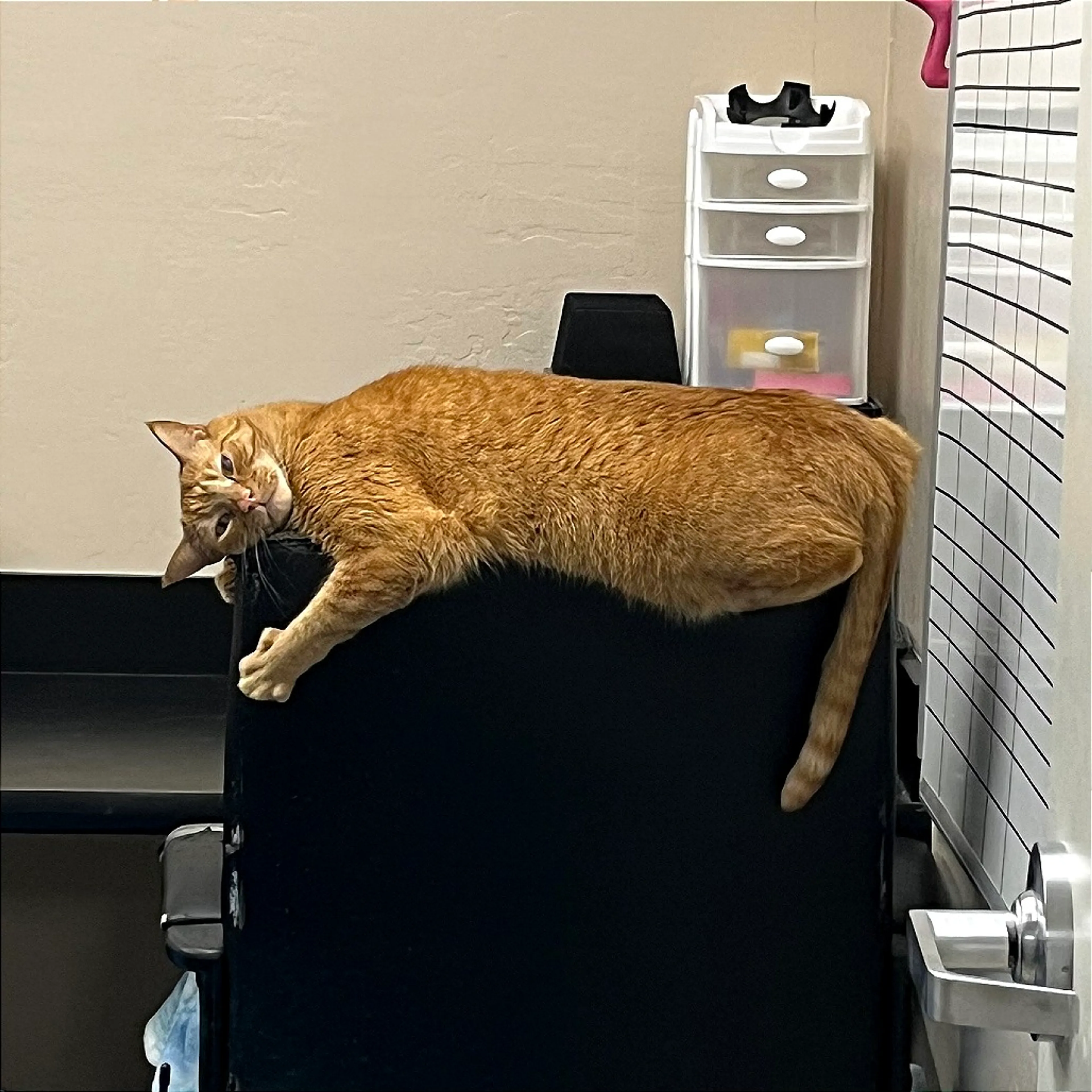 Found pet-0