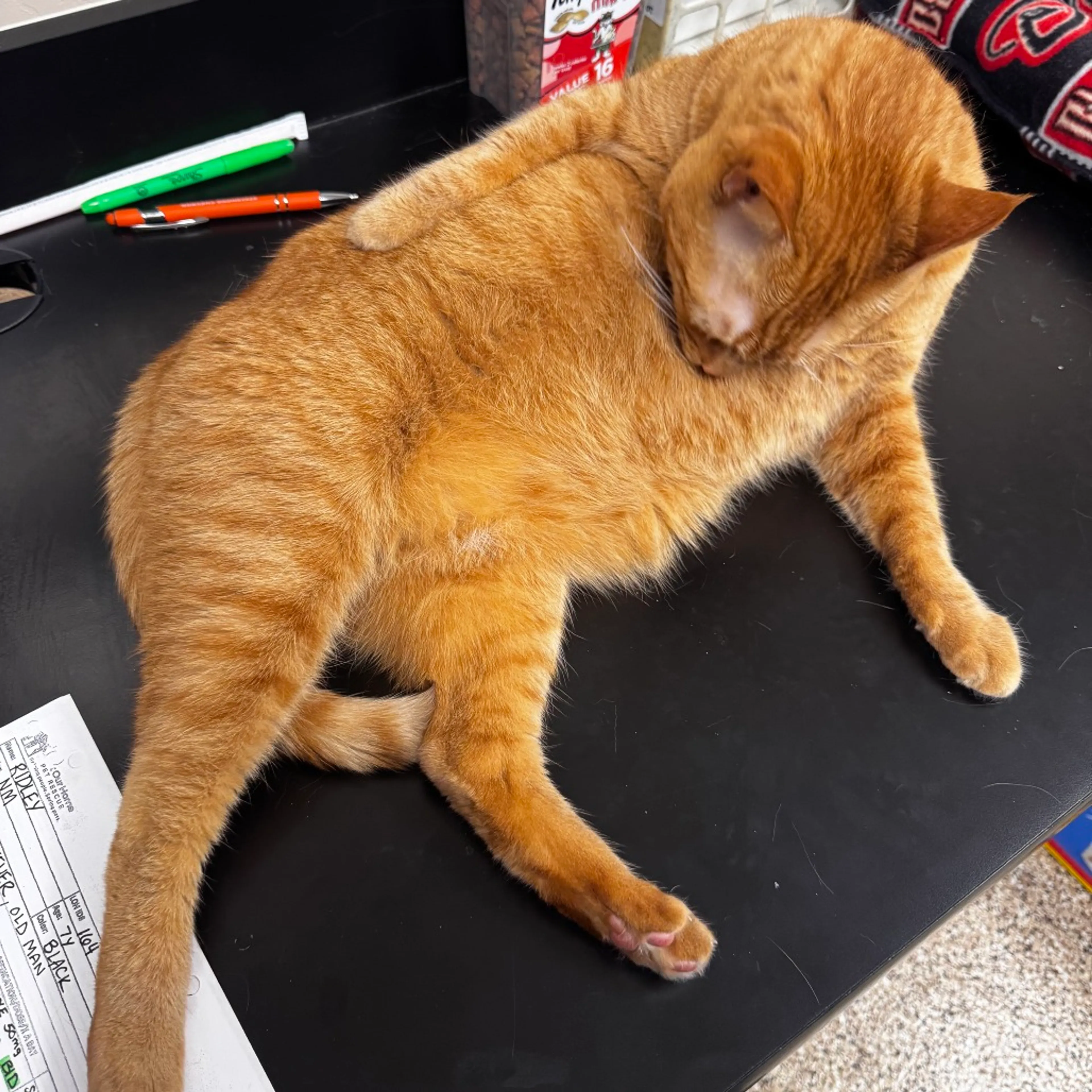 Found pet-3