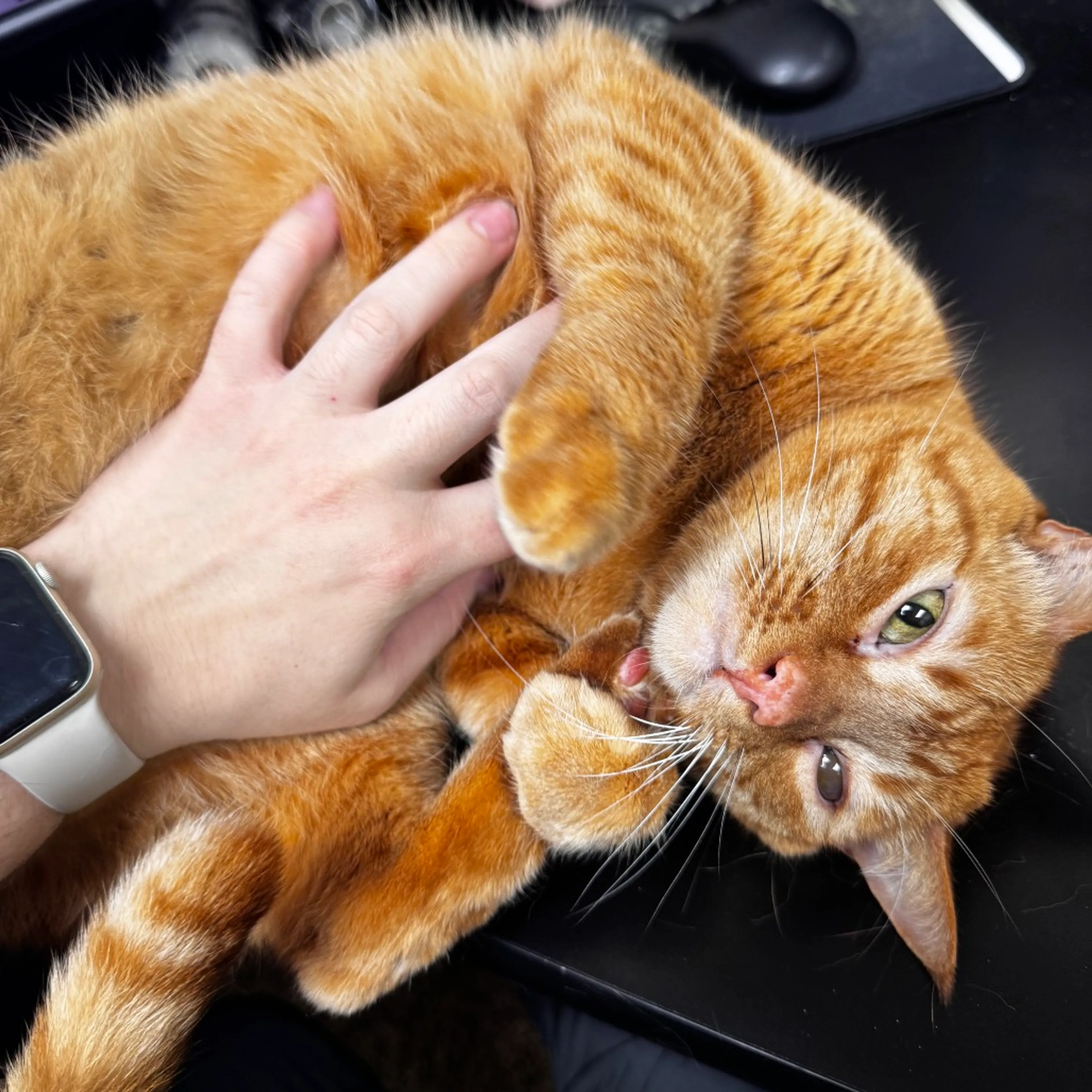 Found pet-4