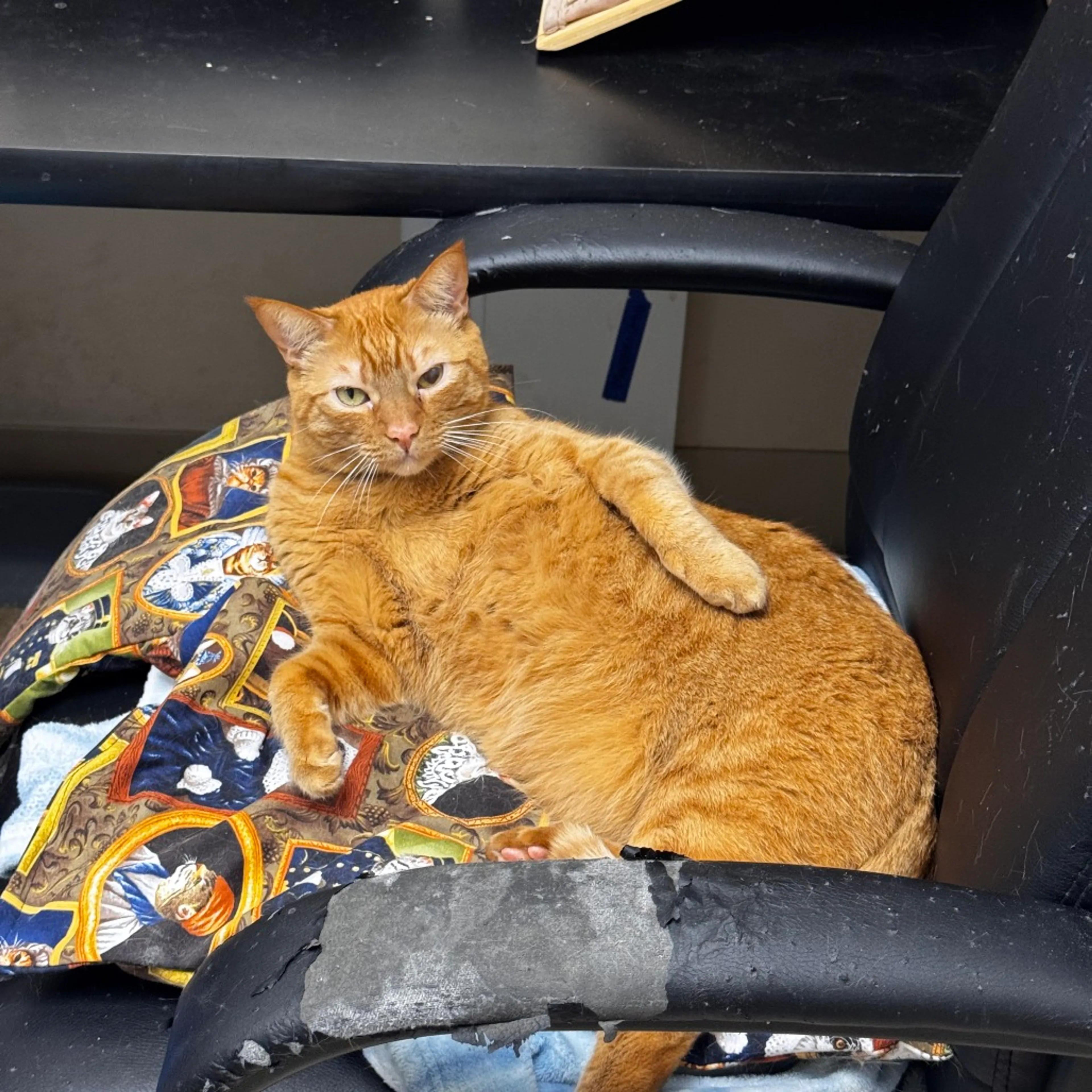 Found pet-2