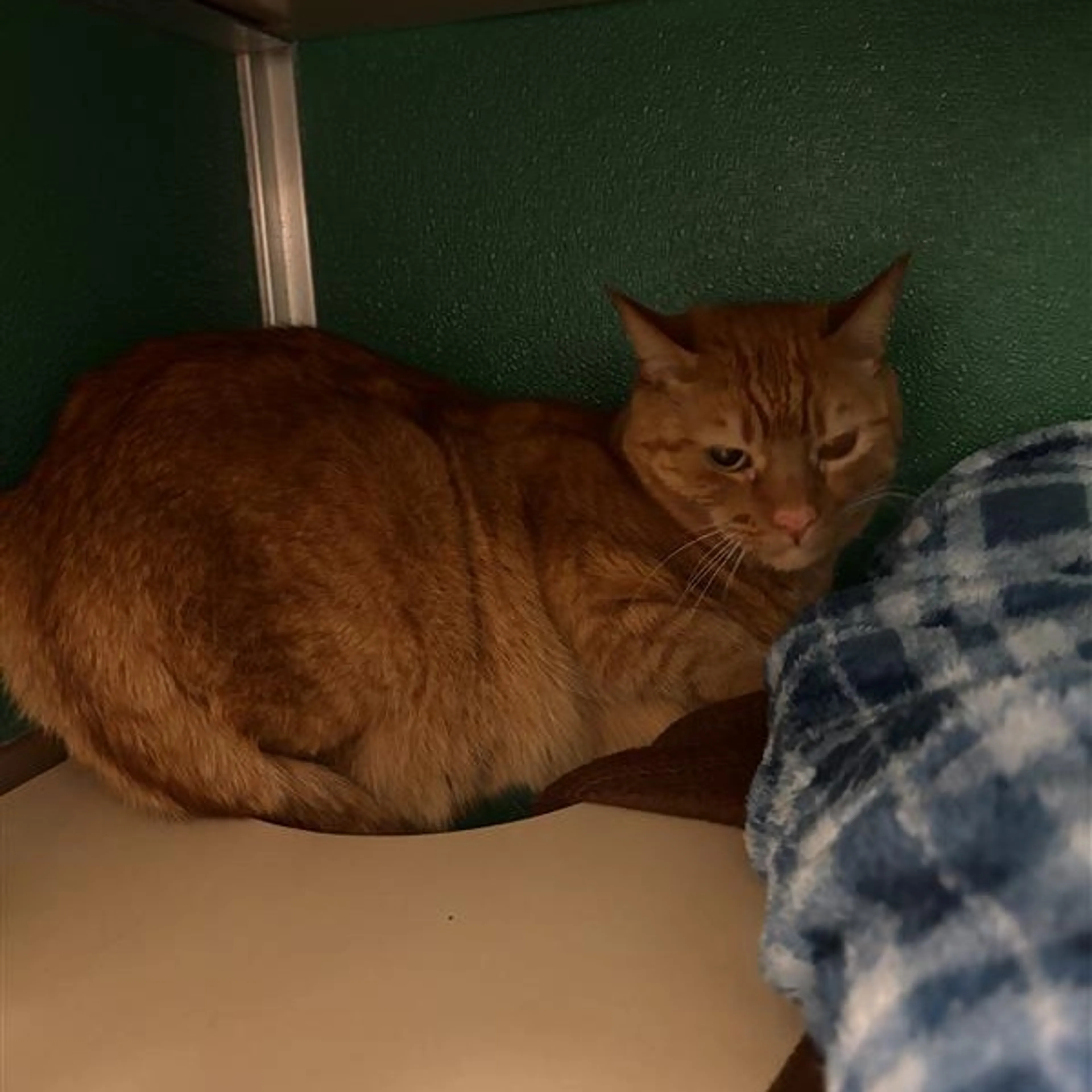 Found pet-1