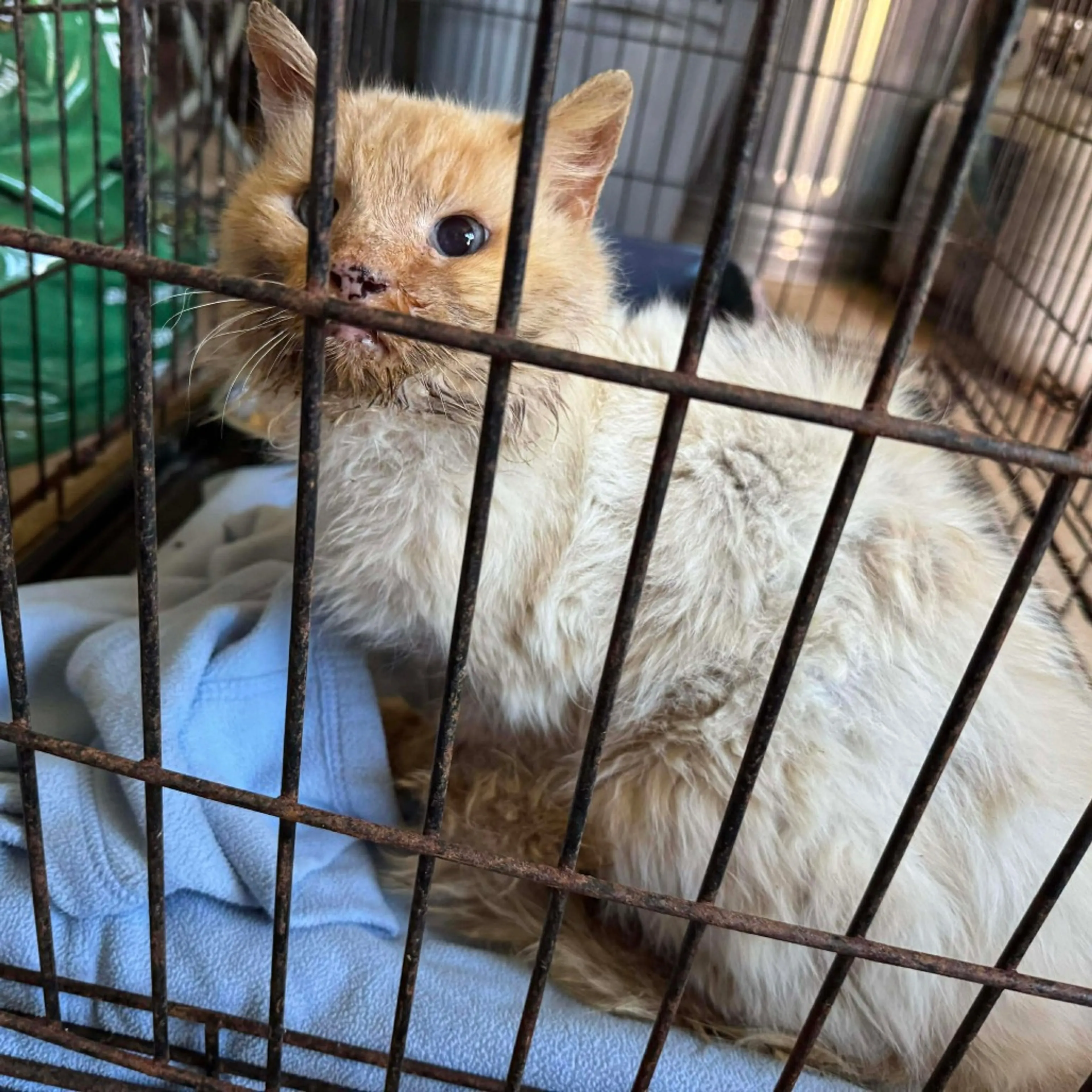 Found pet