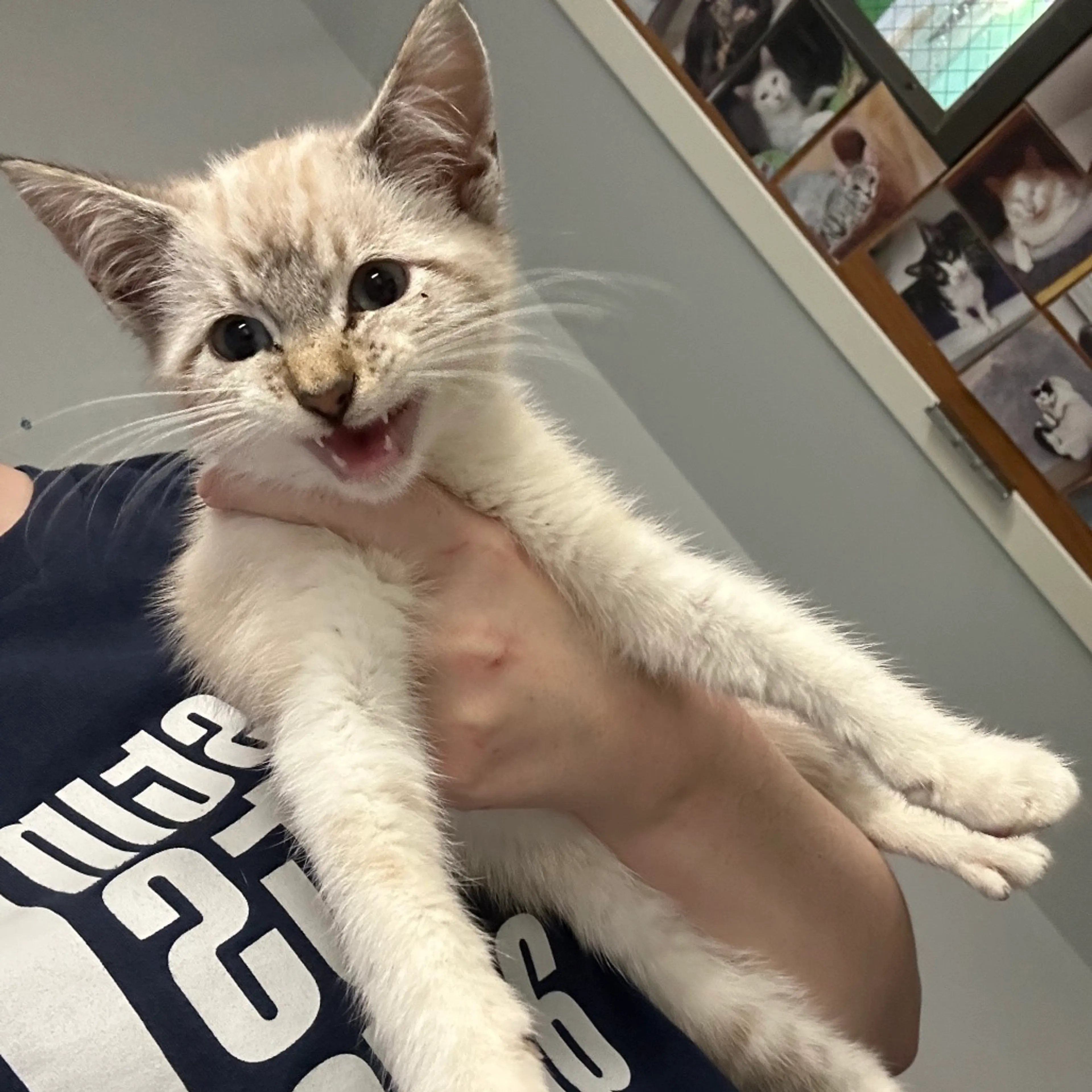 Found pet-1