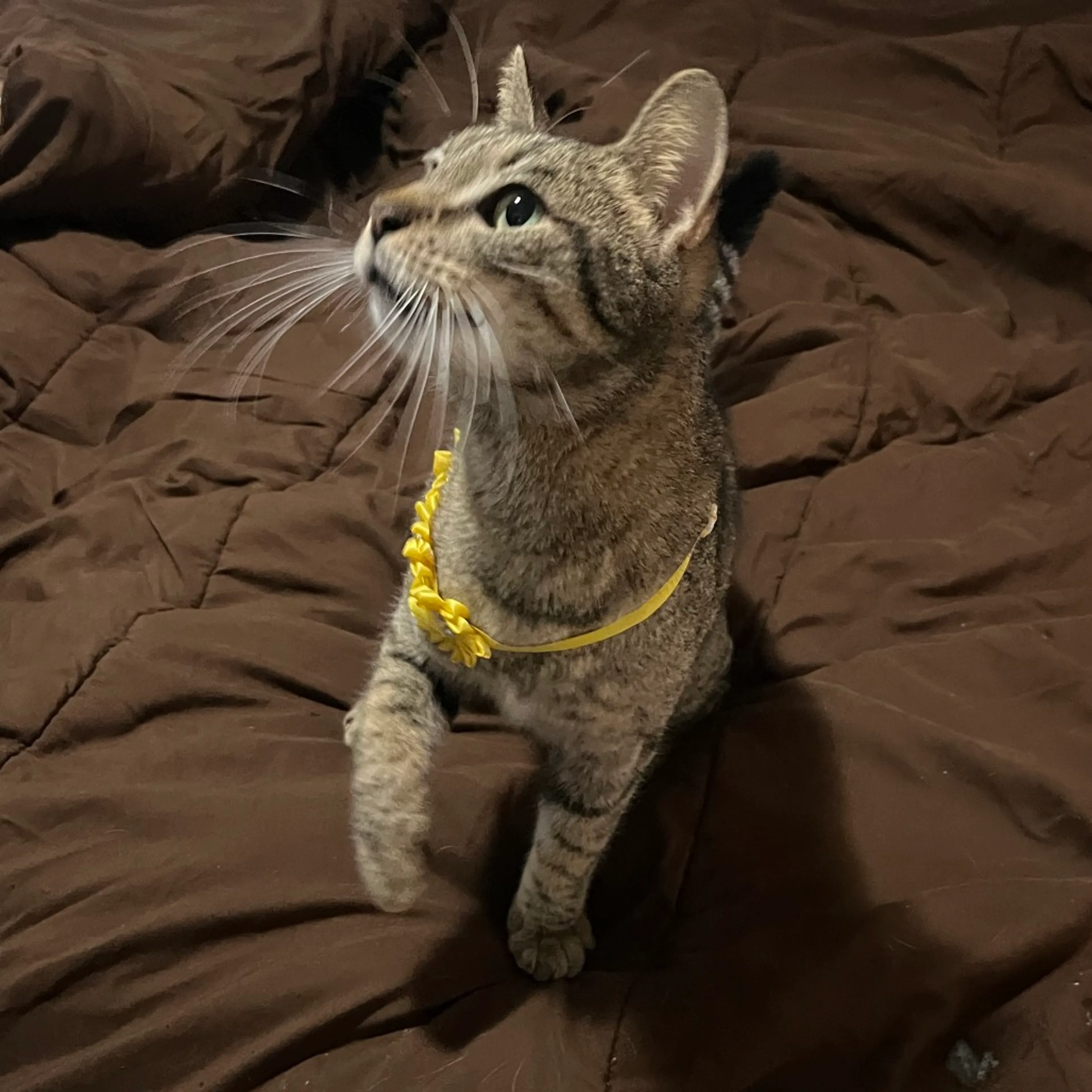 Found pet-5