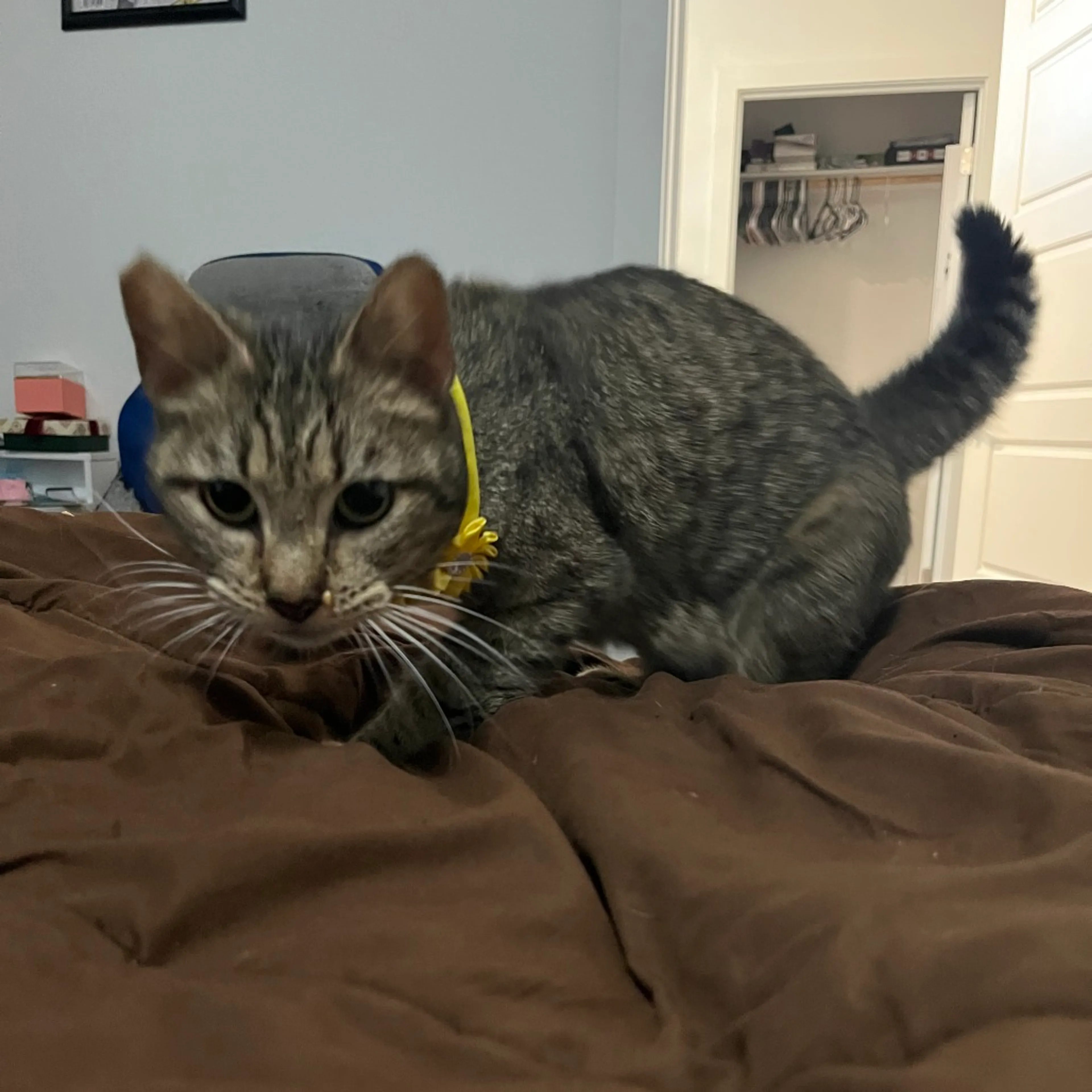 Found pet-3