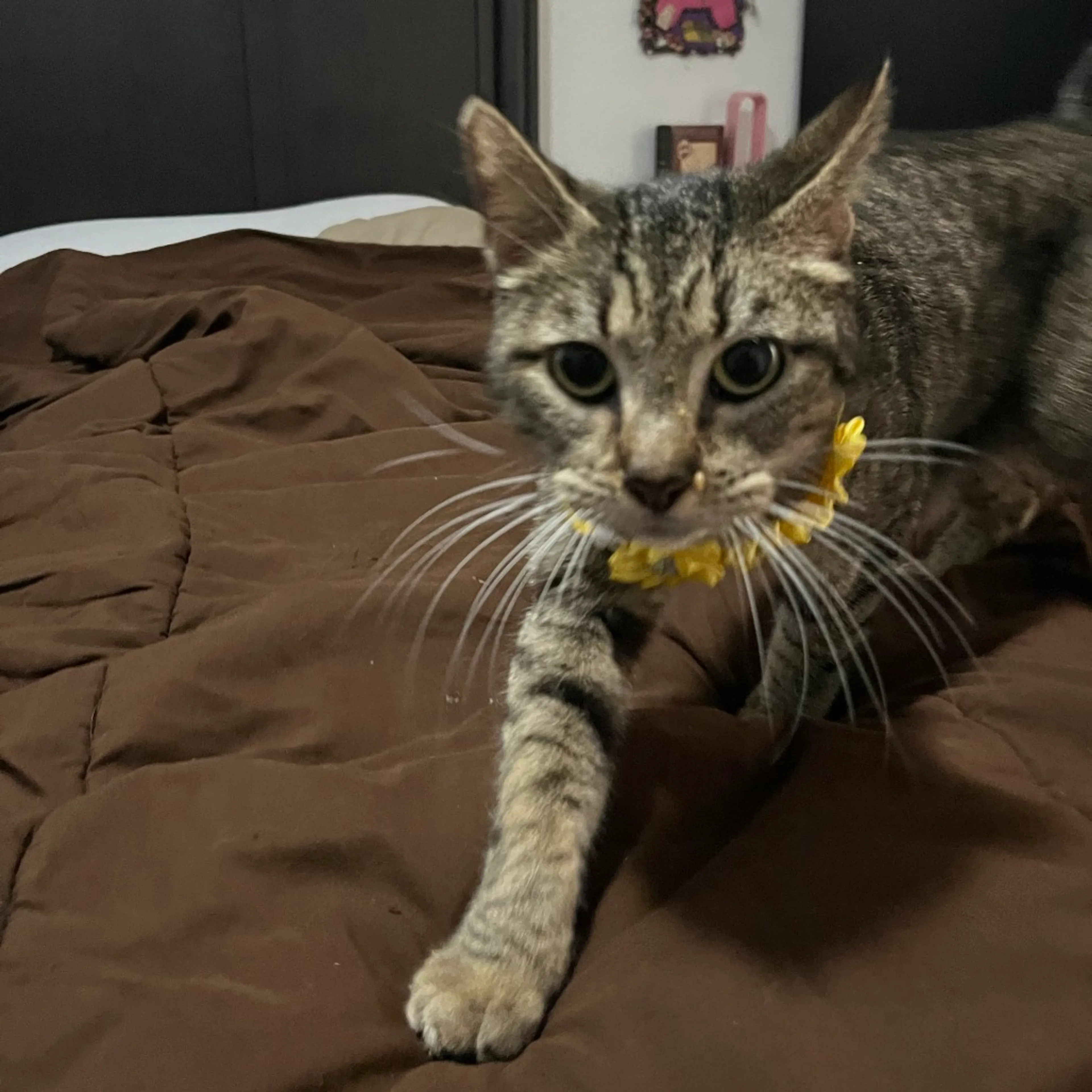 Found pet-2