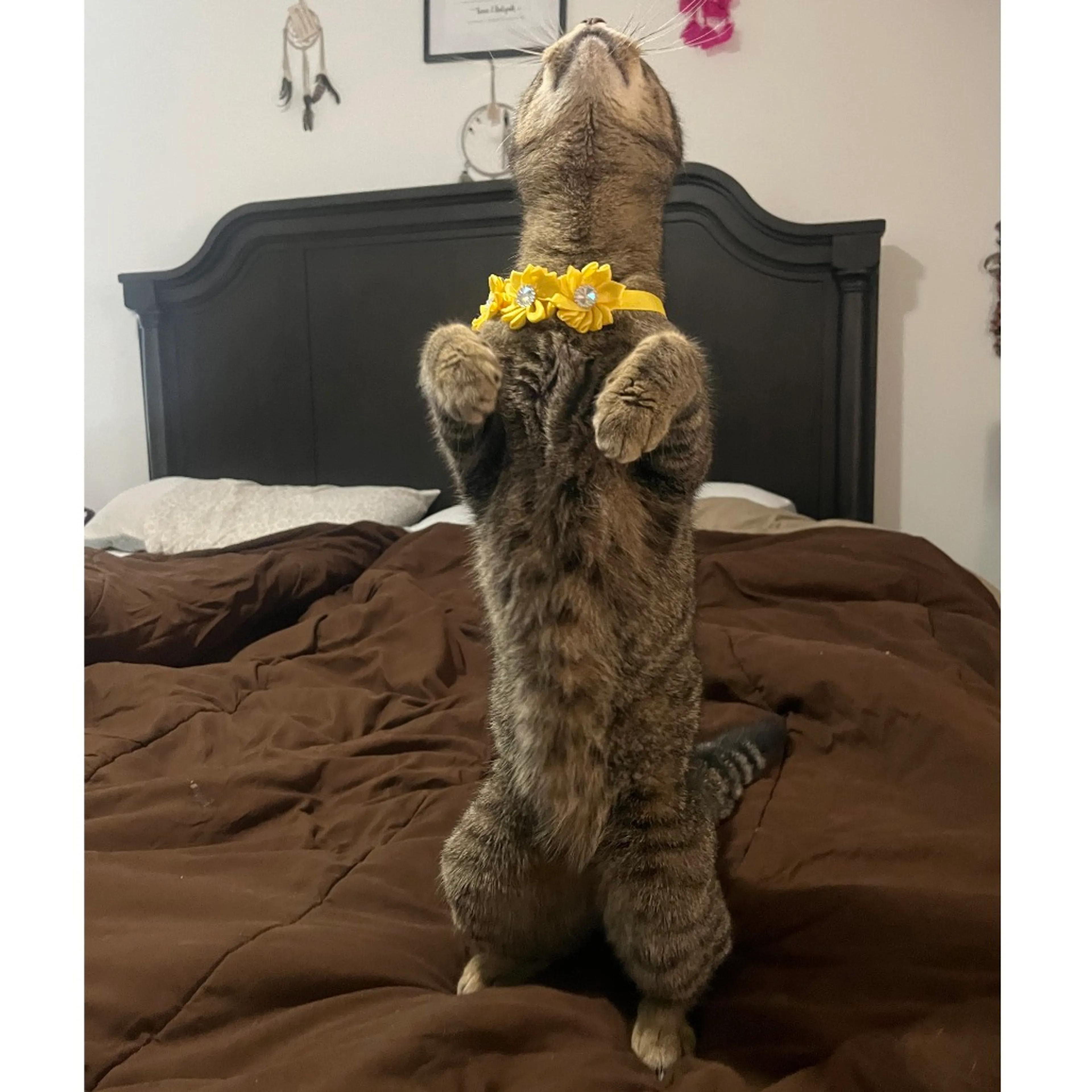 Found pet-4