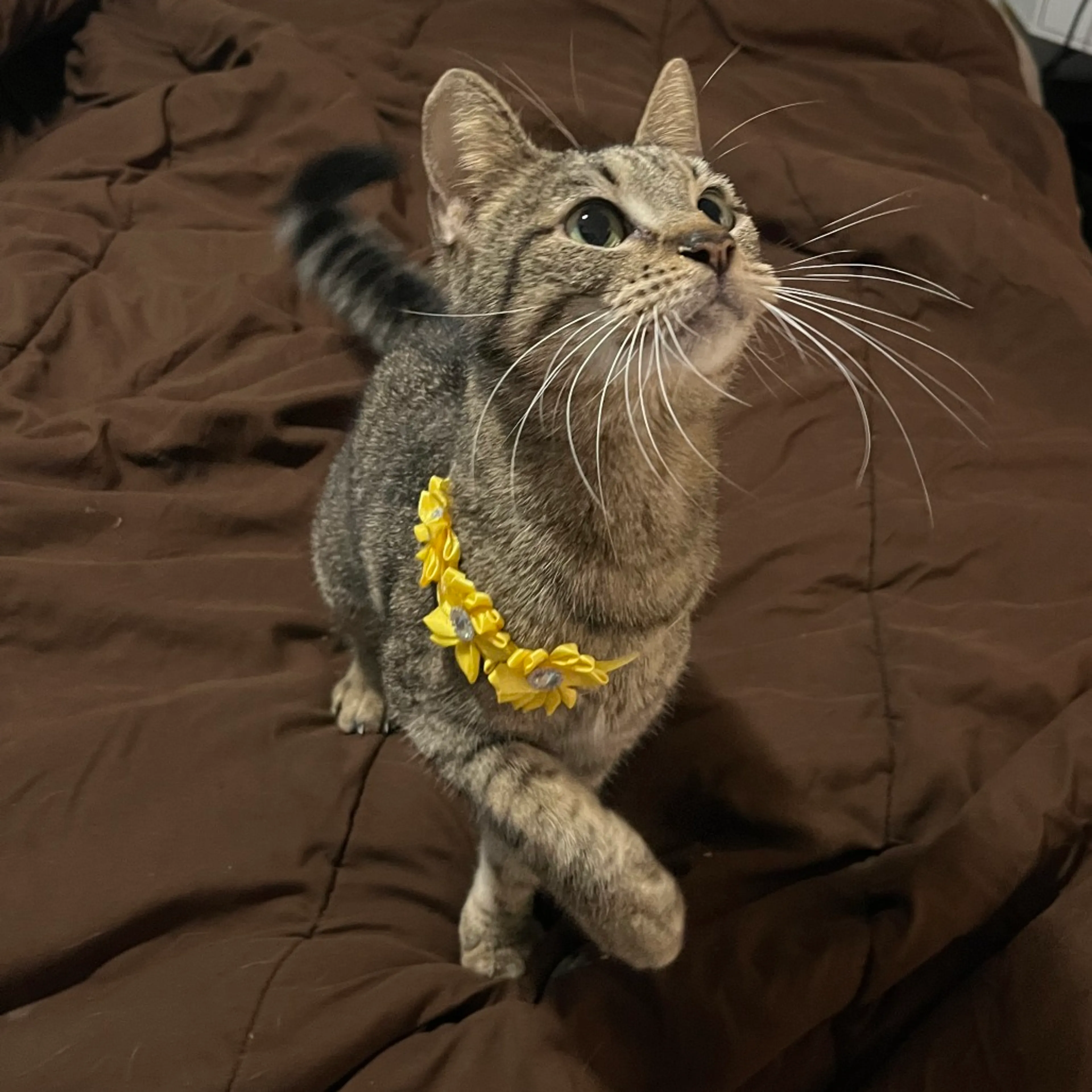Found pet-1