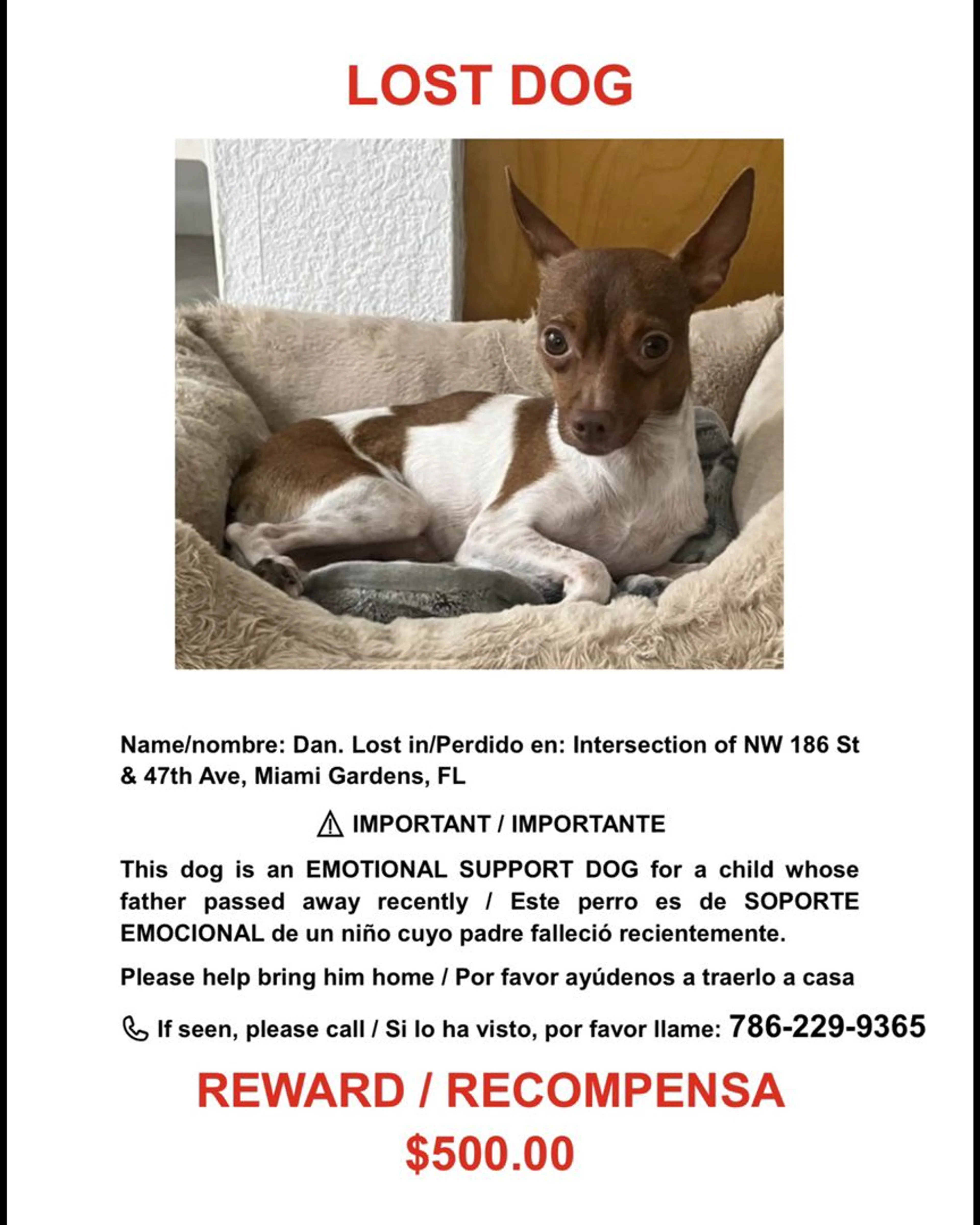 Lost pet