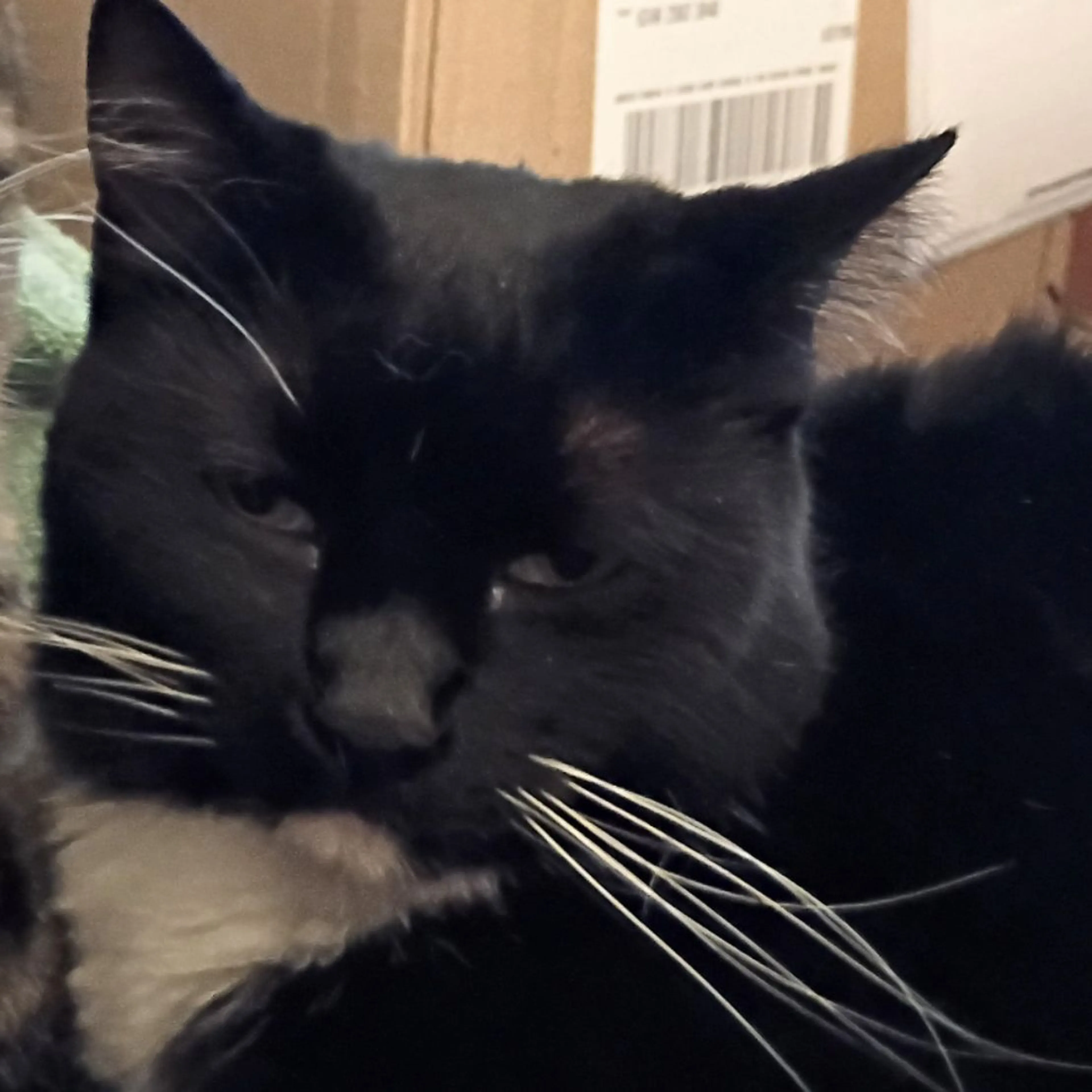 Lost pet