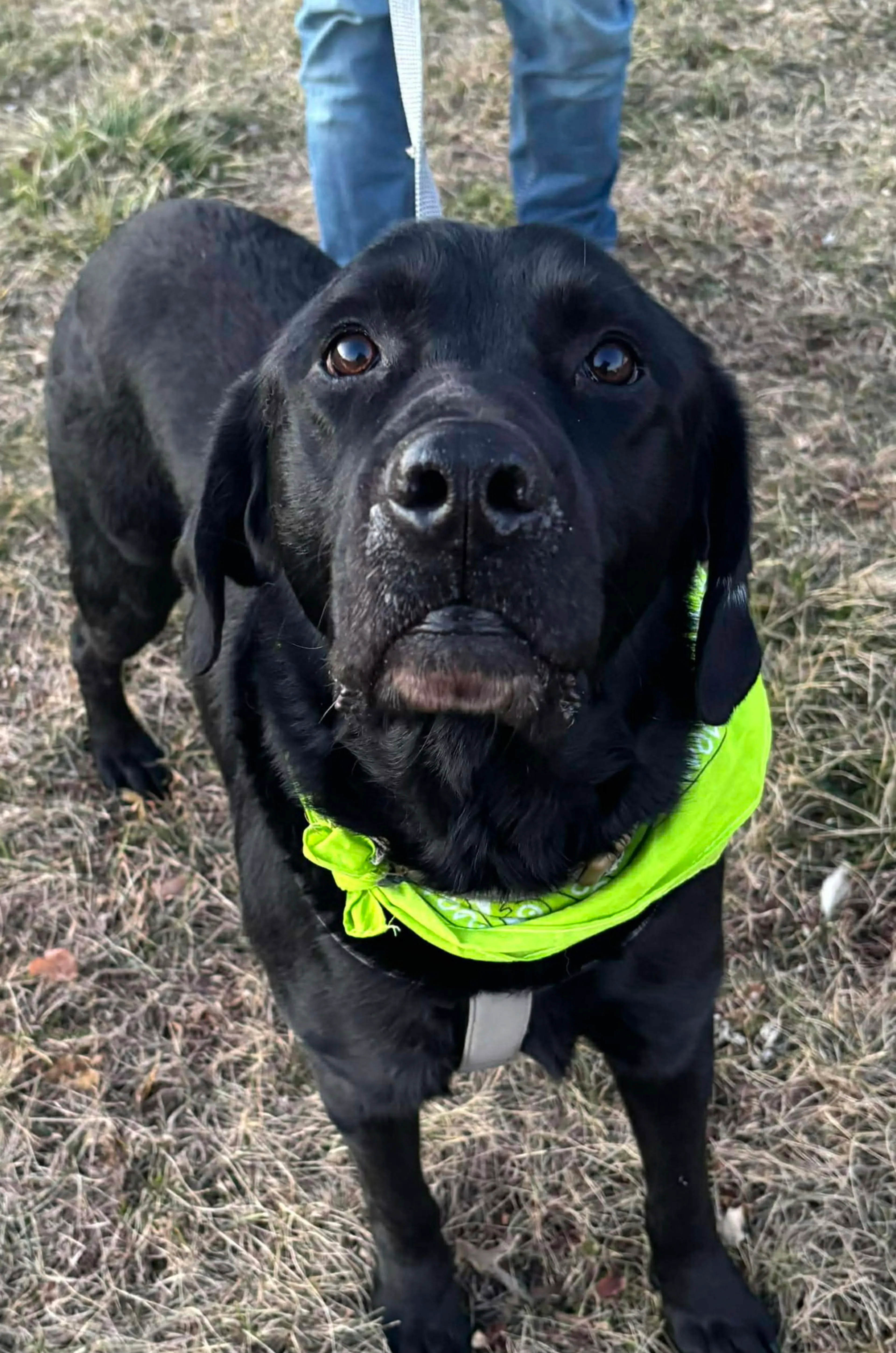 Found pet-1