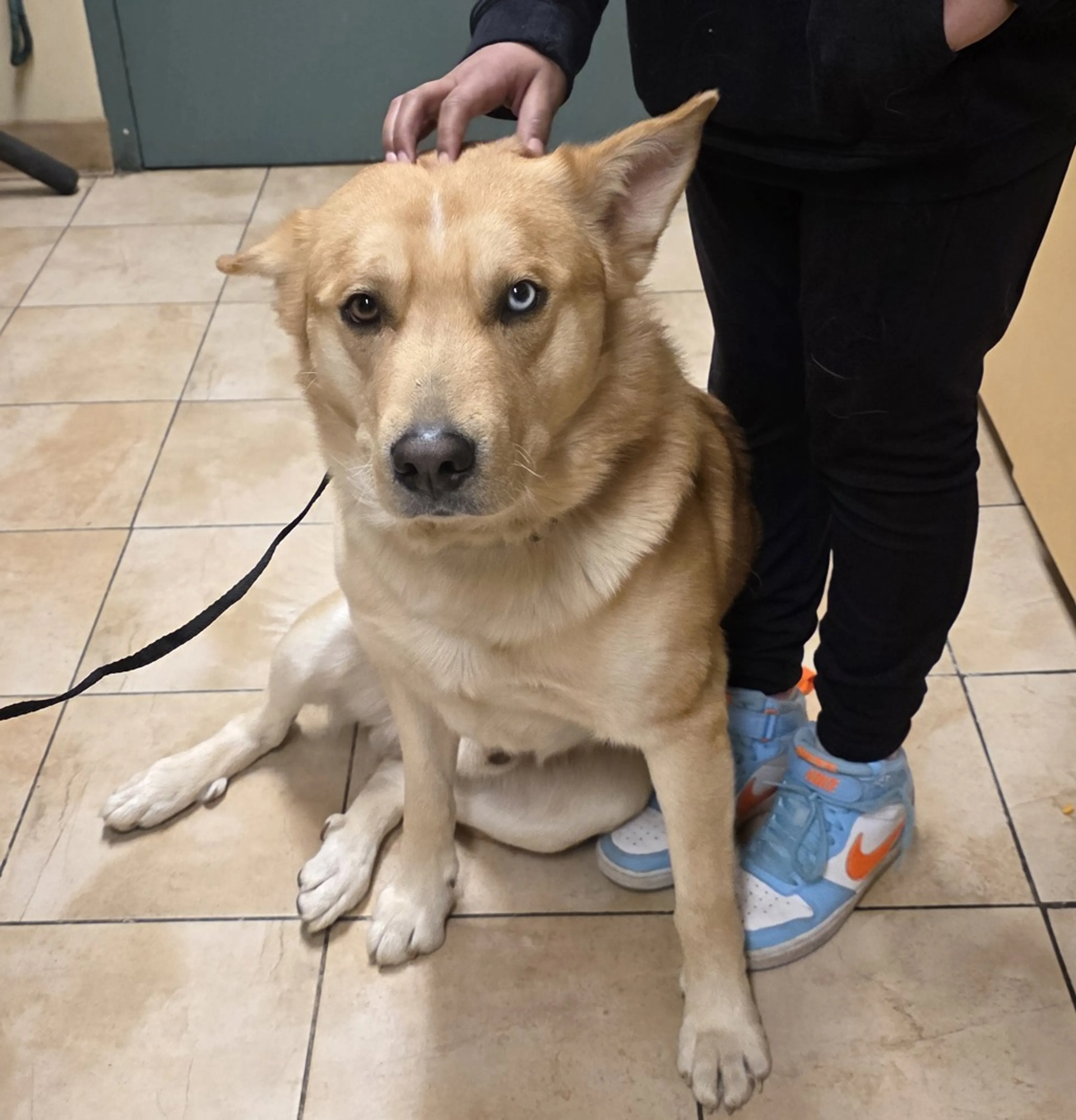 Found pet-1