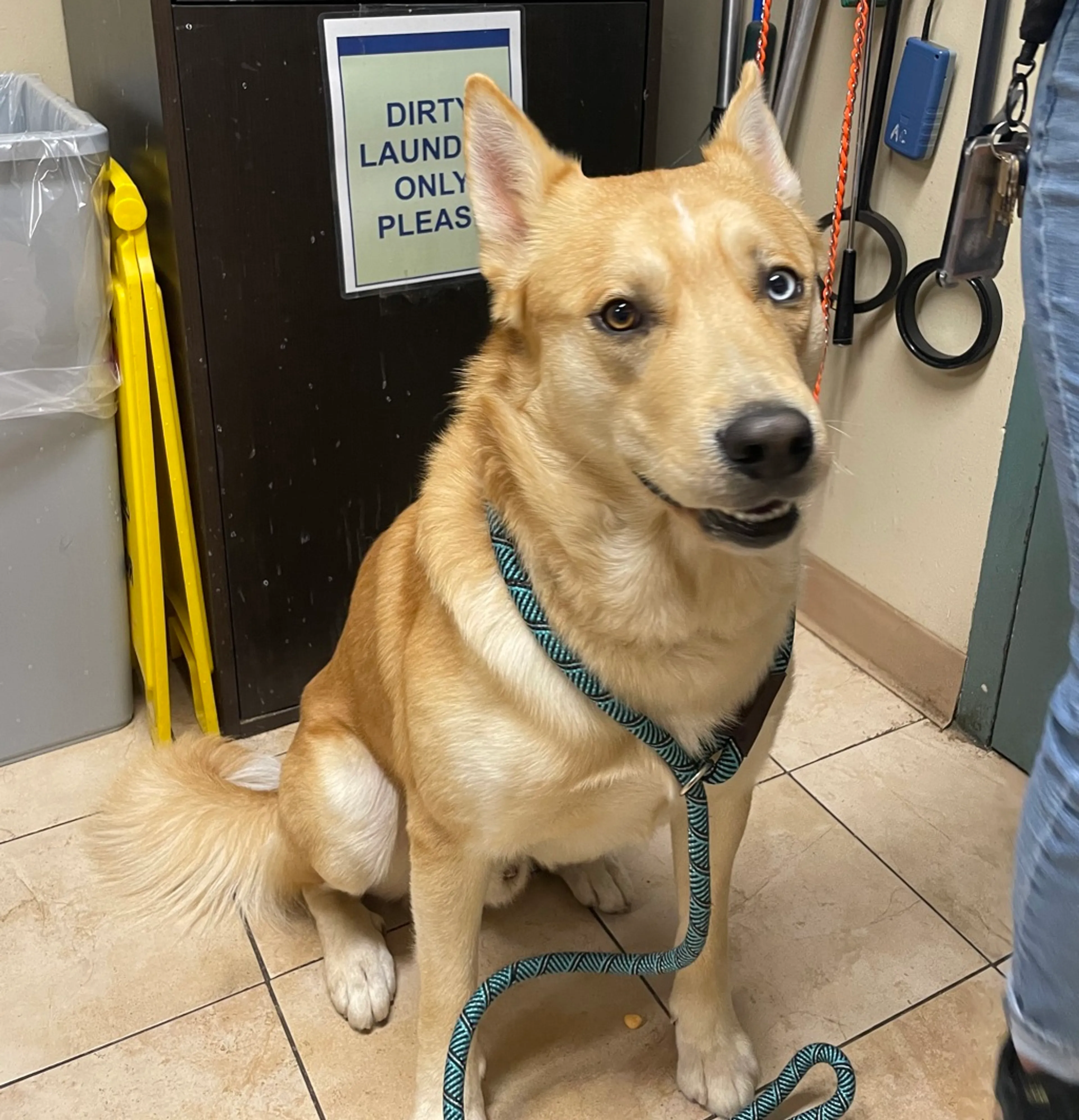 Found pet-3