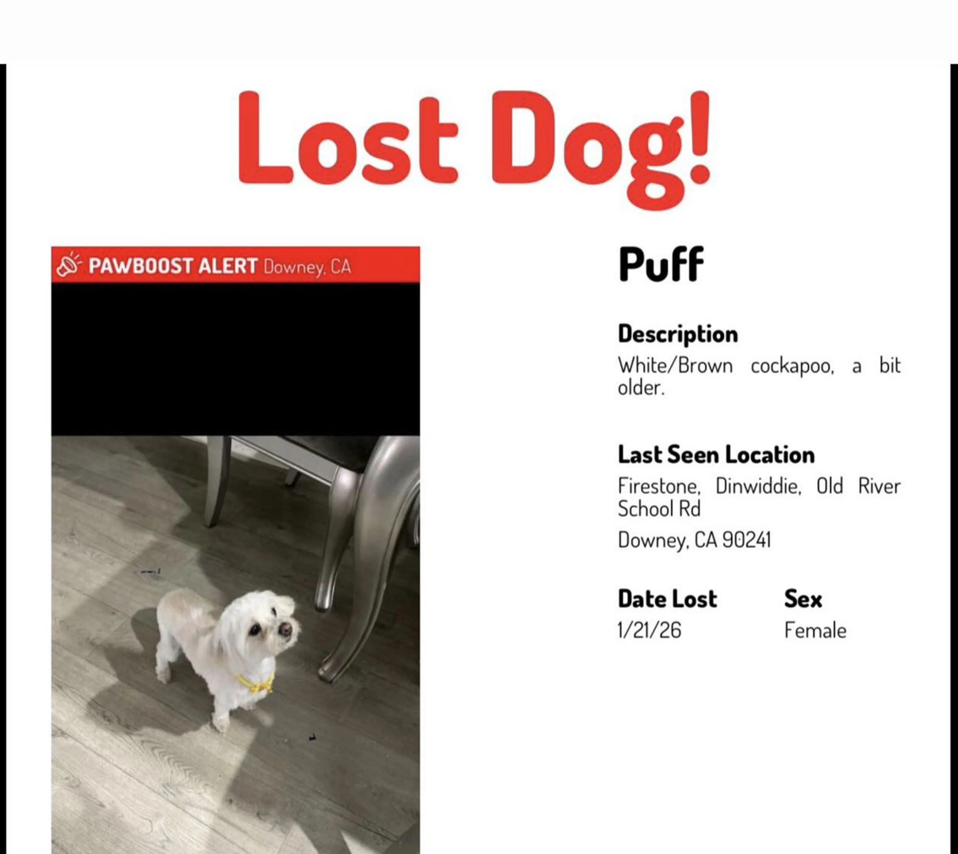 Lost pet-0