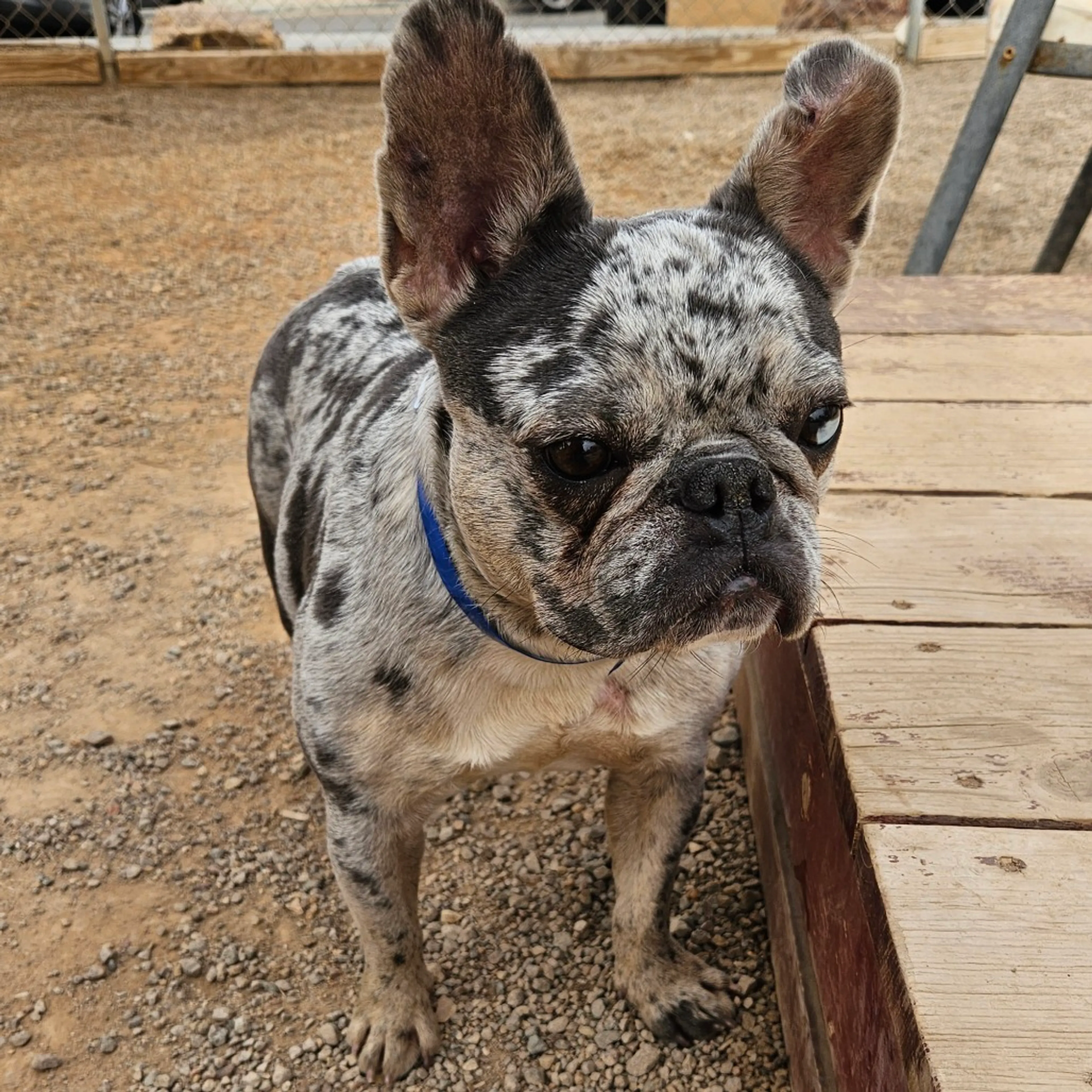 Found pet-4