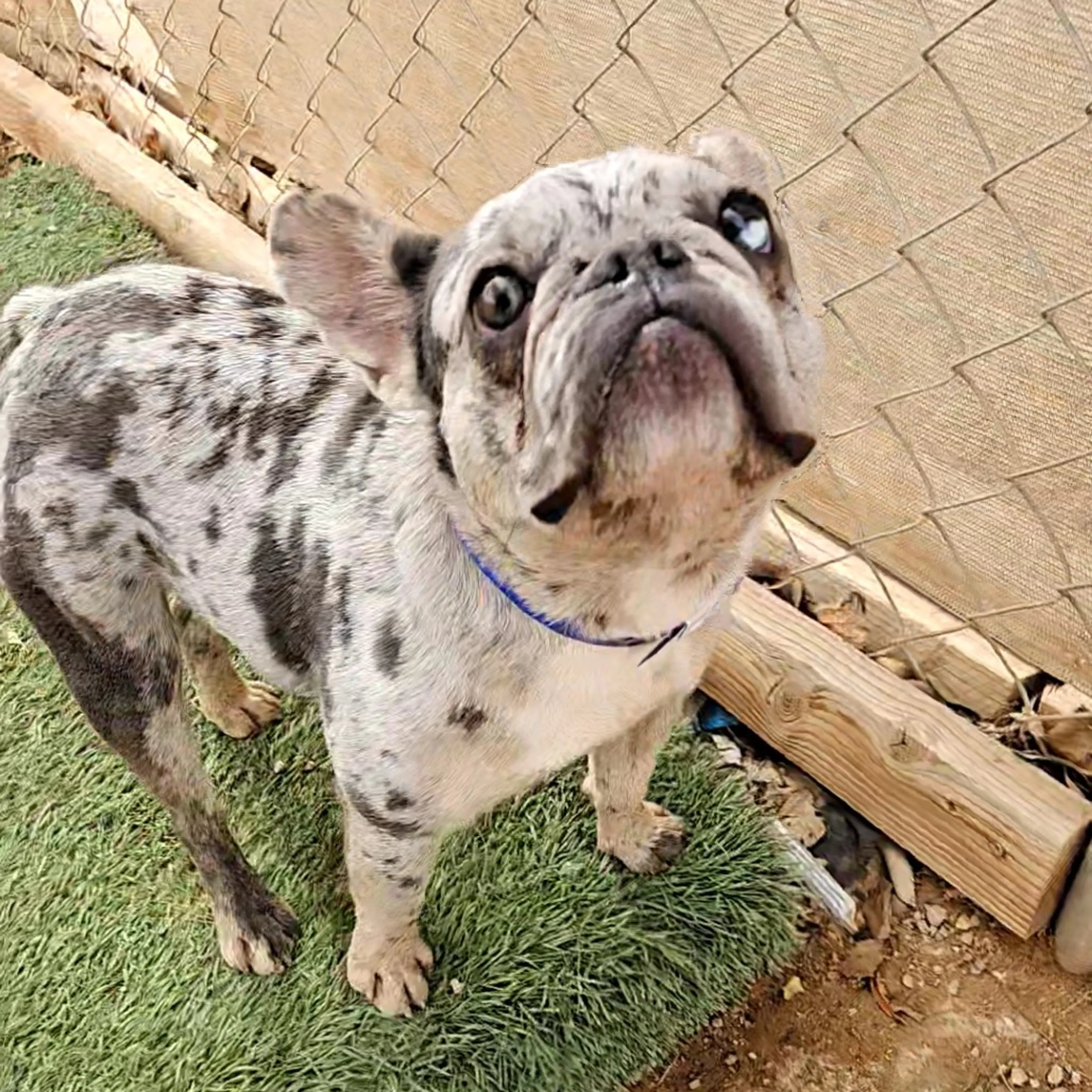 Found pet-1