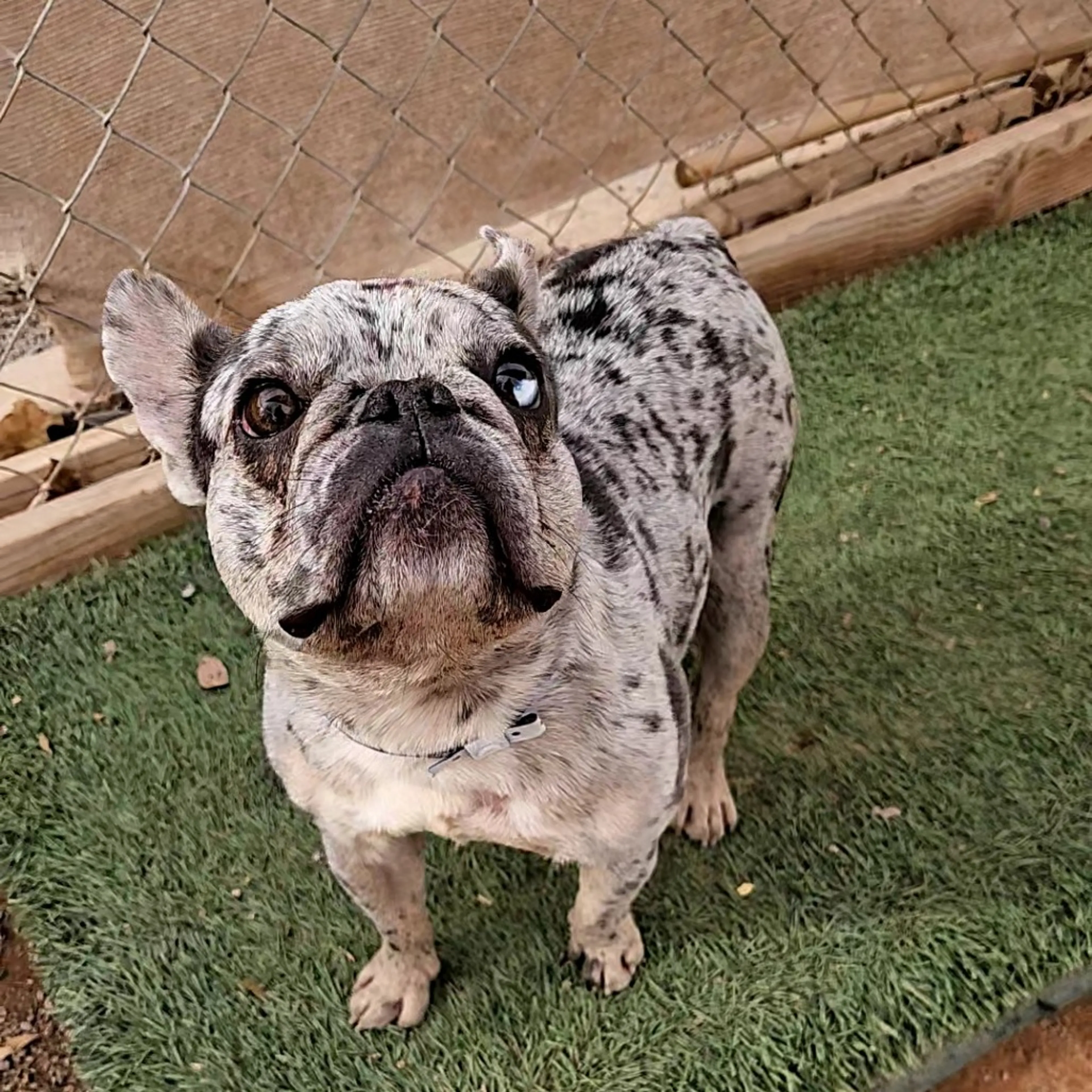 Found pet-3
