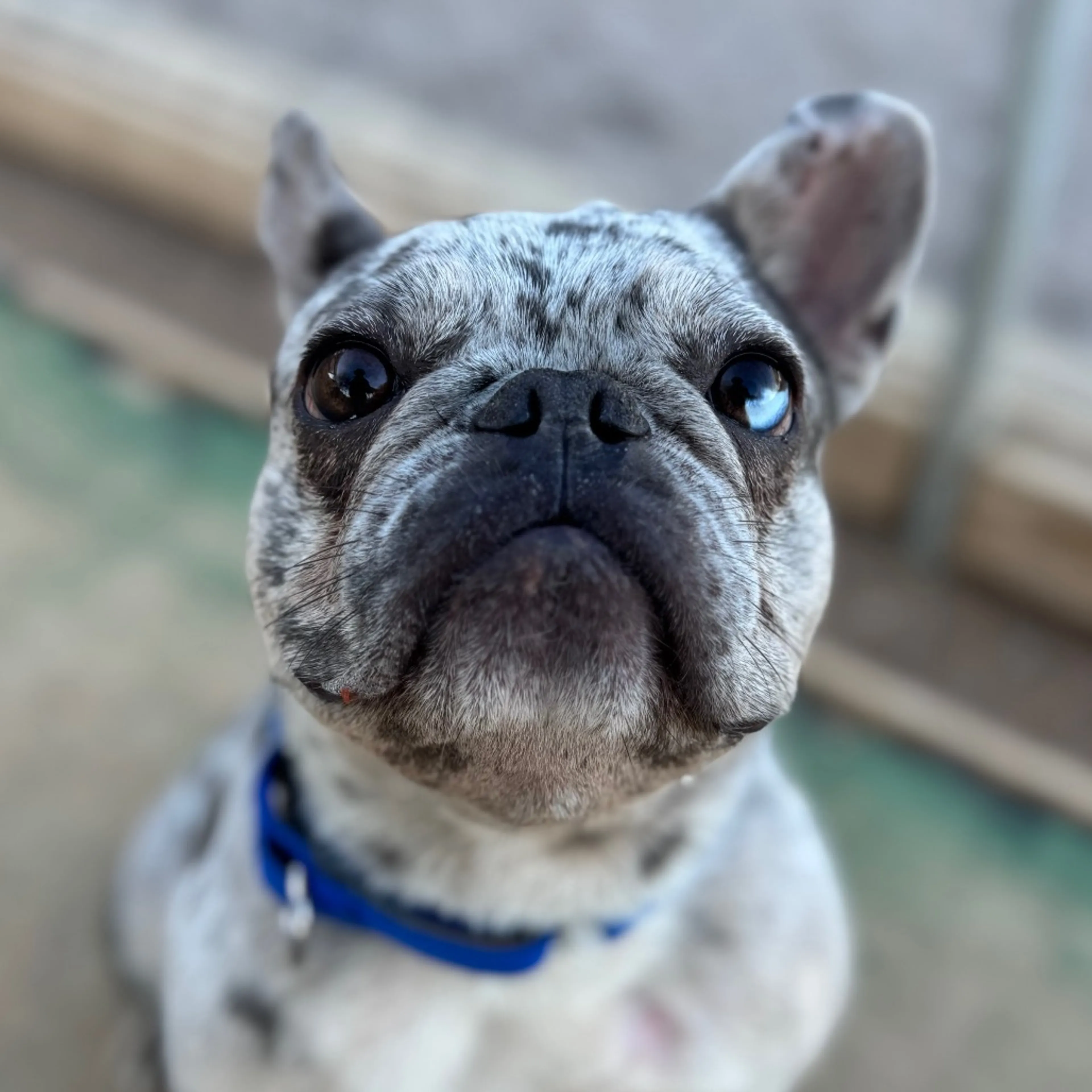Found pet-5