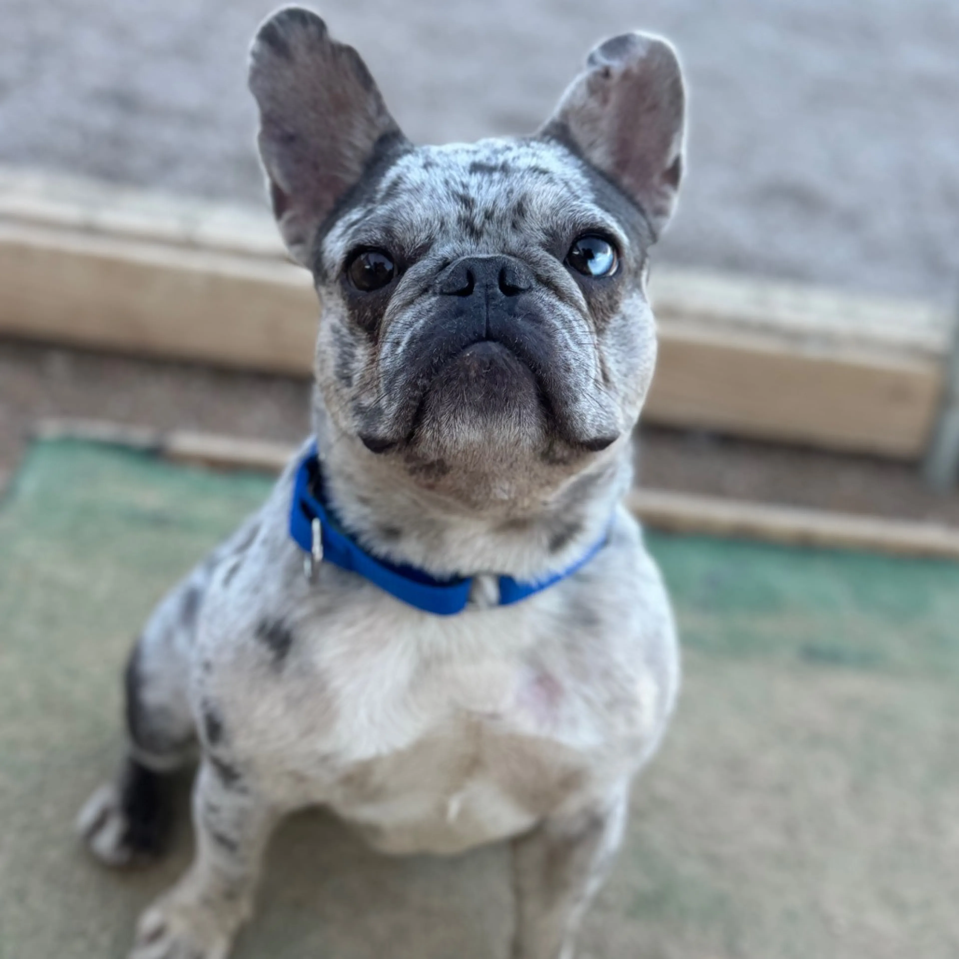 Found pet-6