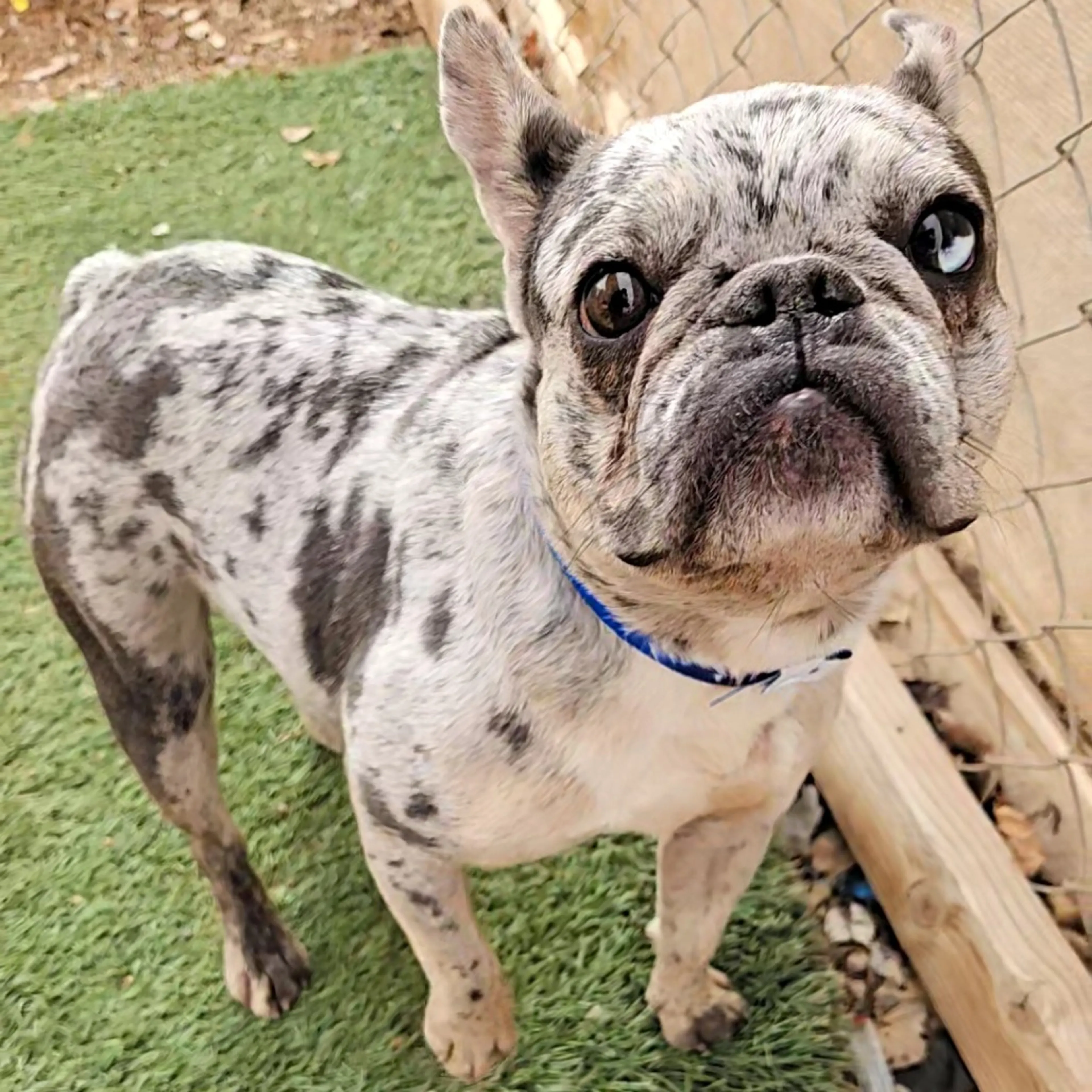 Found pet-2