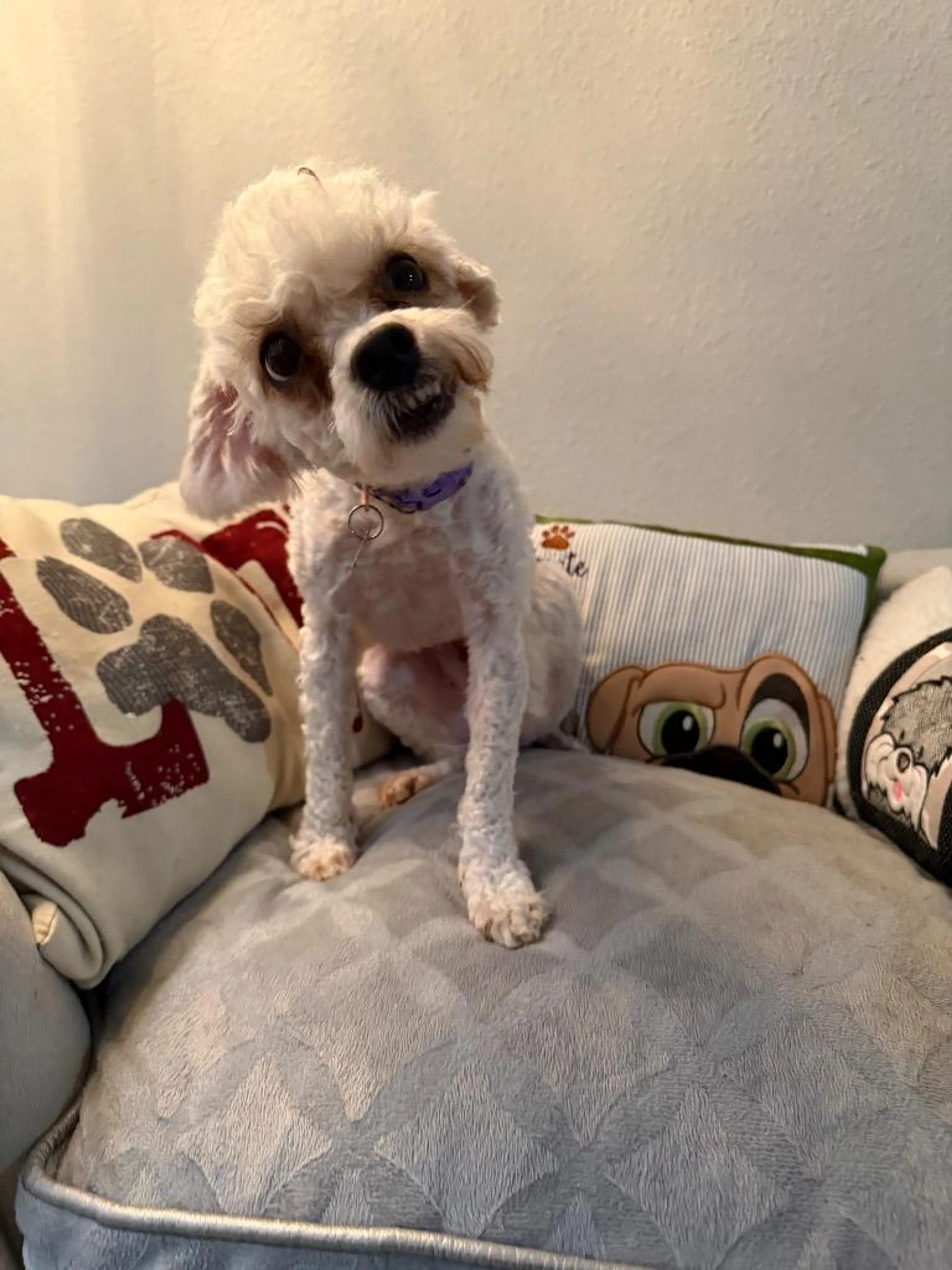 Found pet-3