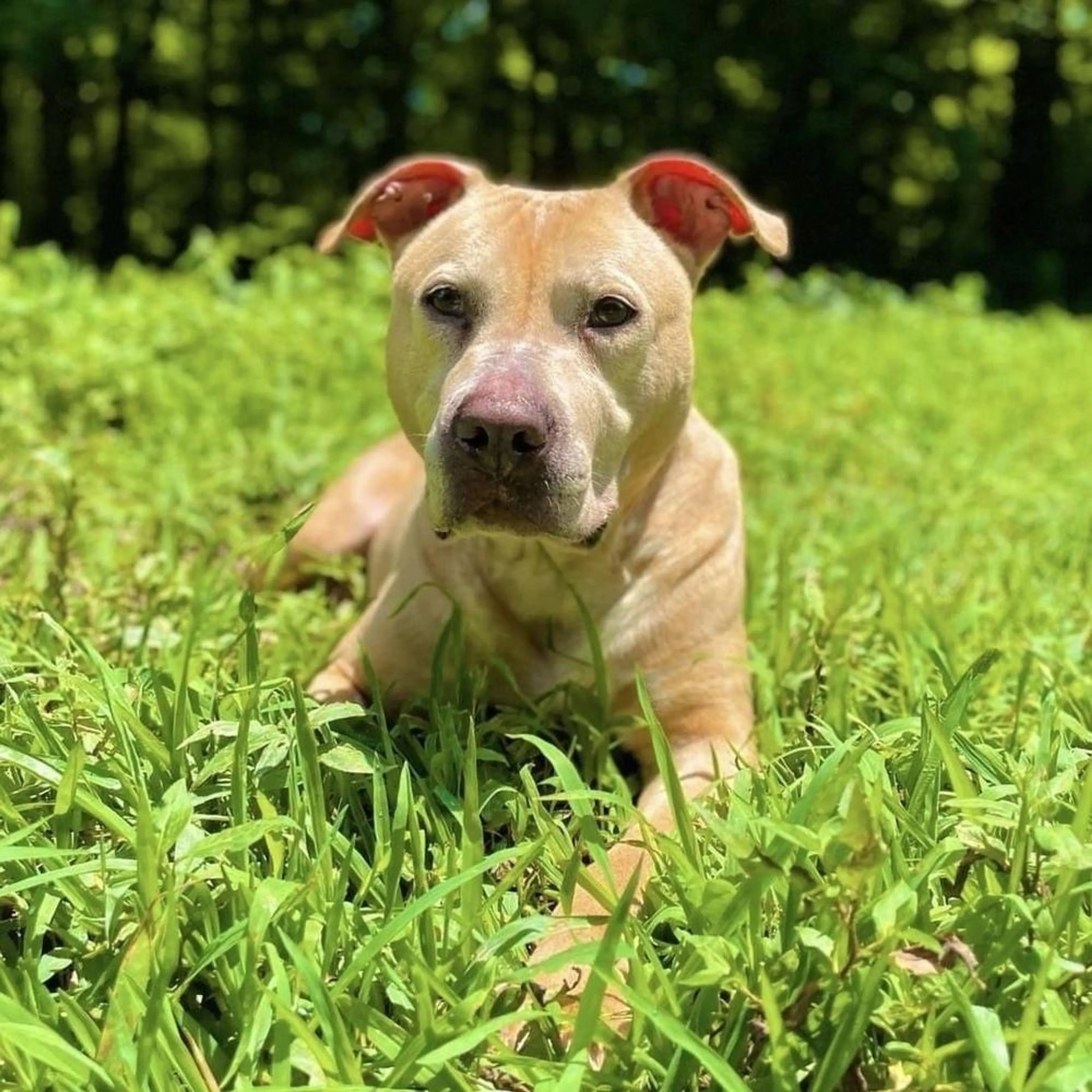 Found pet-2