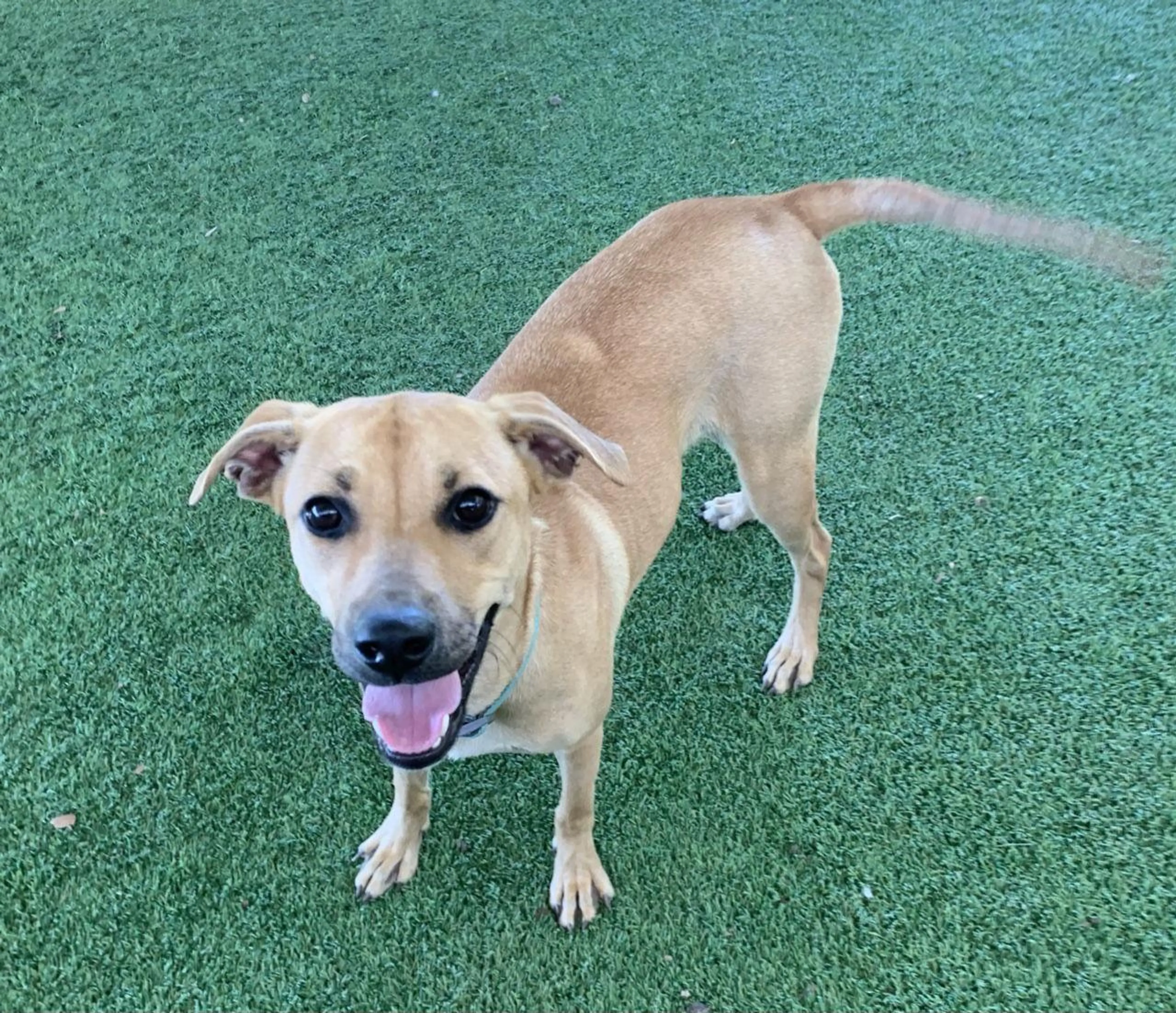 Found pet-2