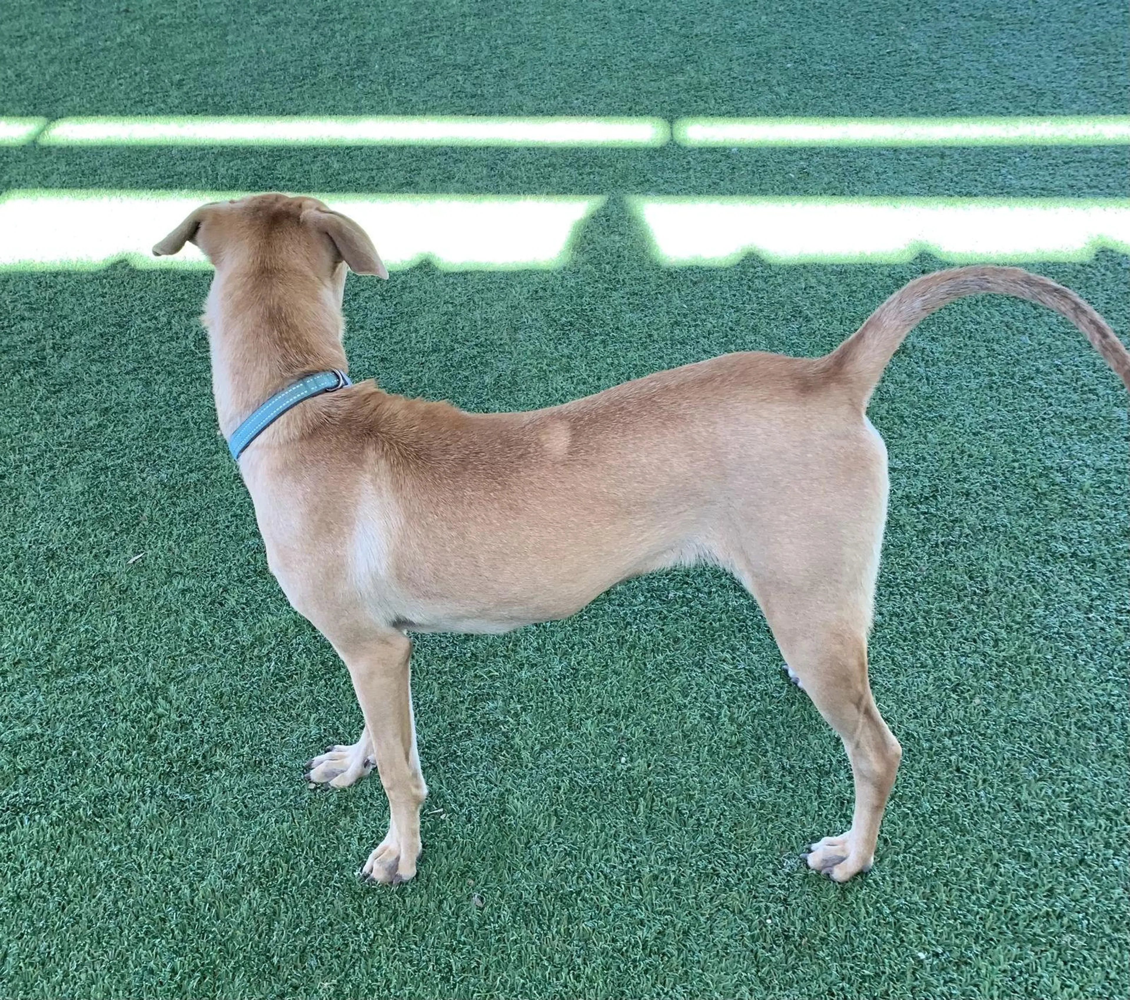 Found pet-1