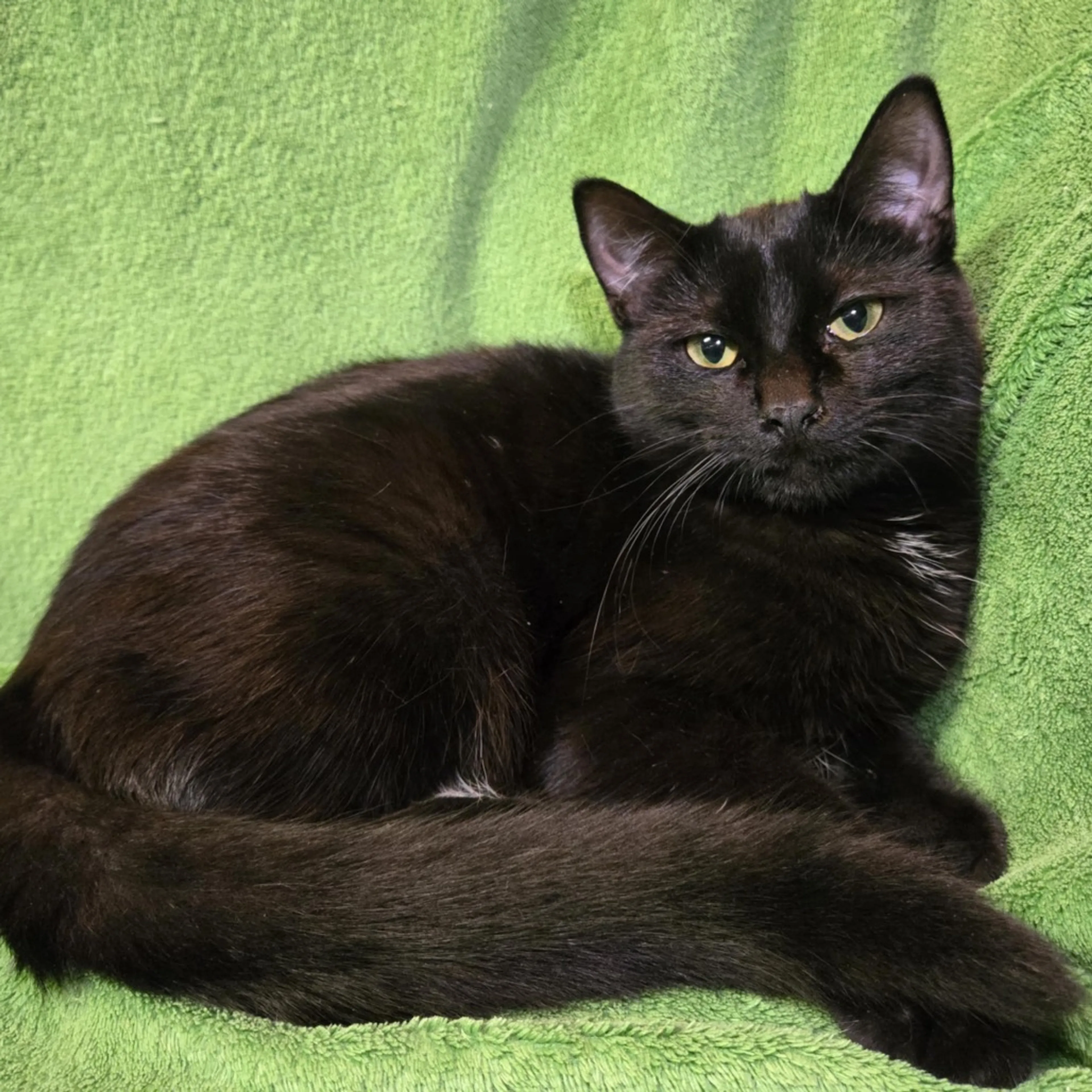 cdn image