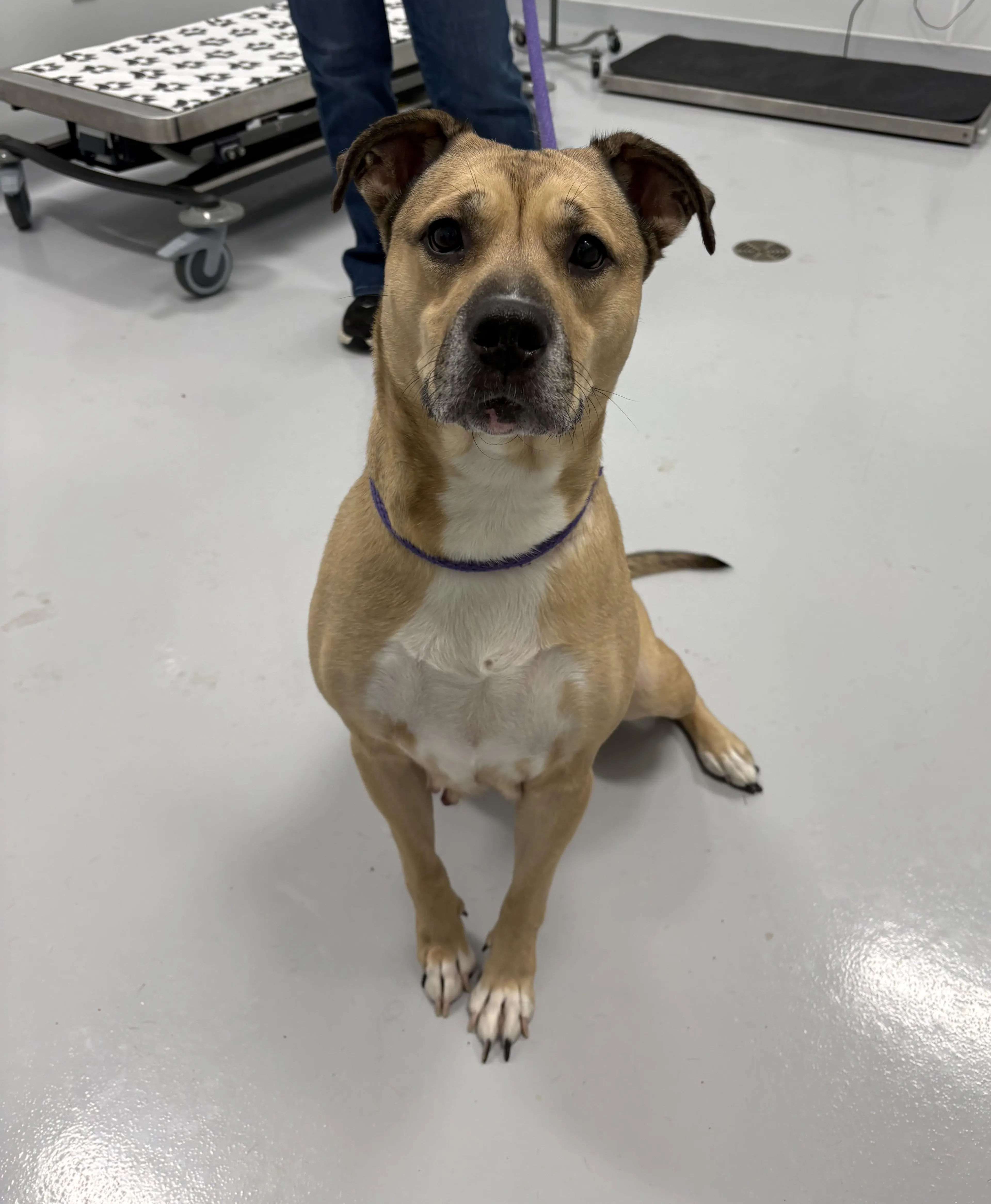 Found pet-1