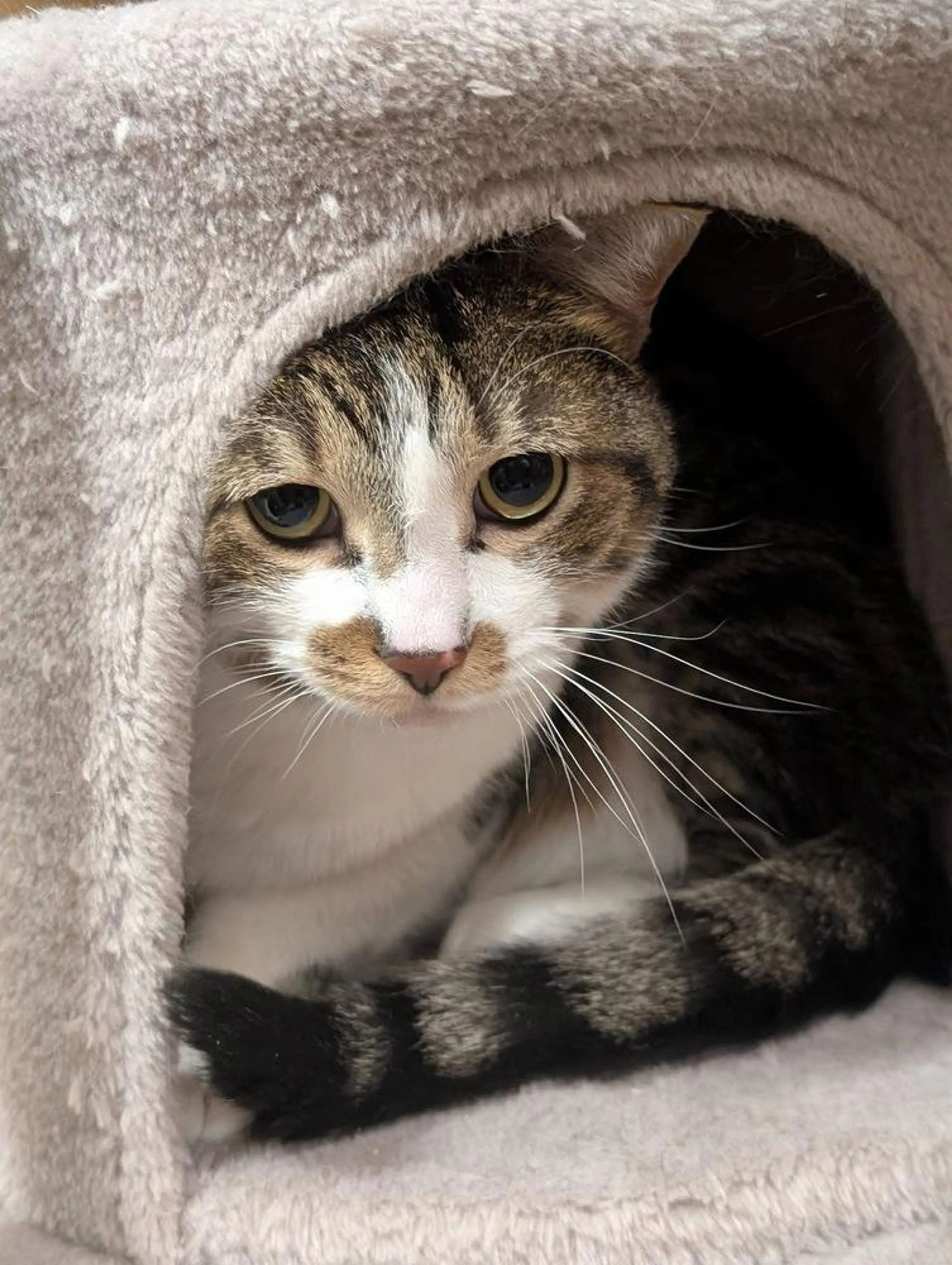 Found pet-1