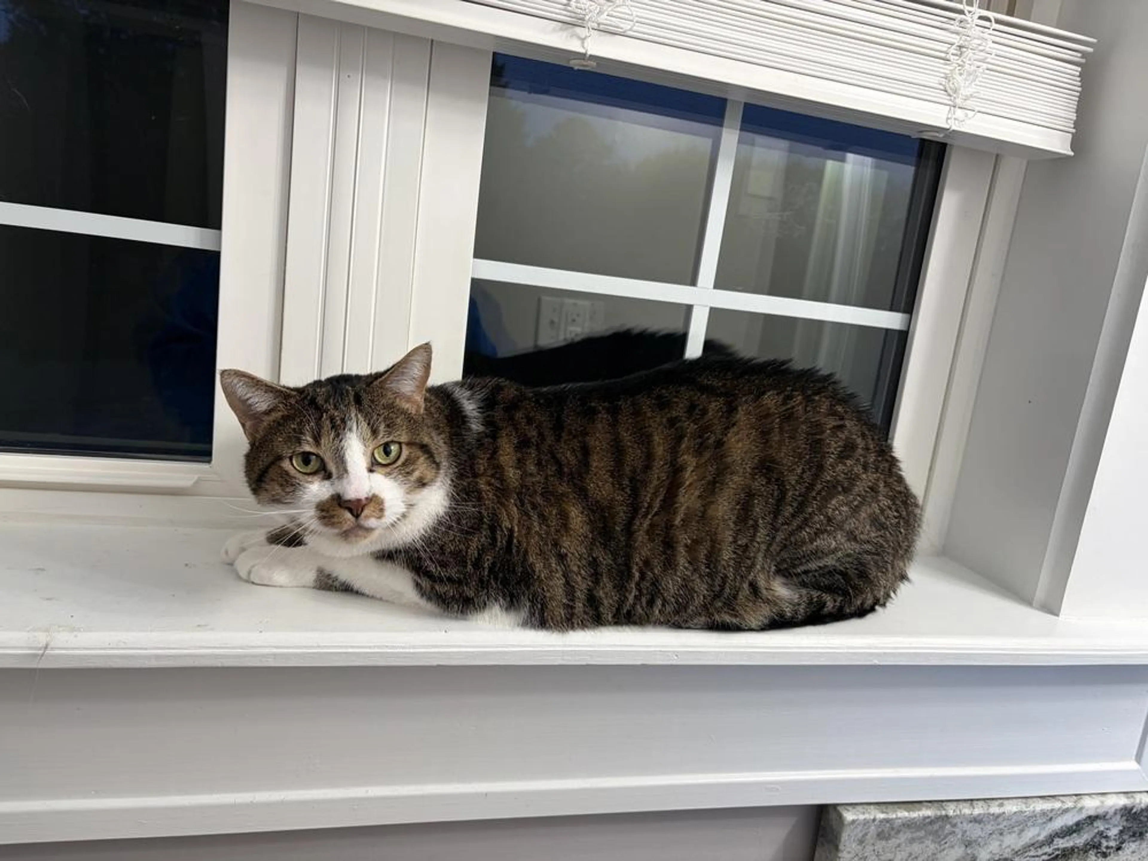 Found pet-2