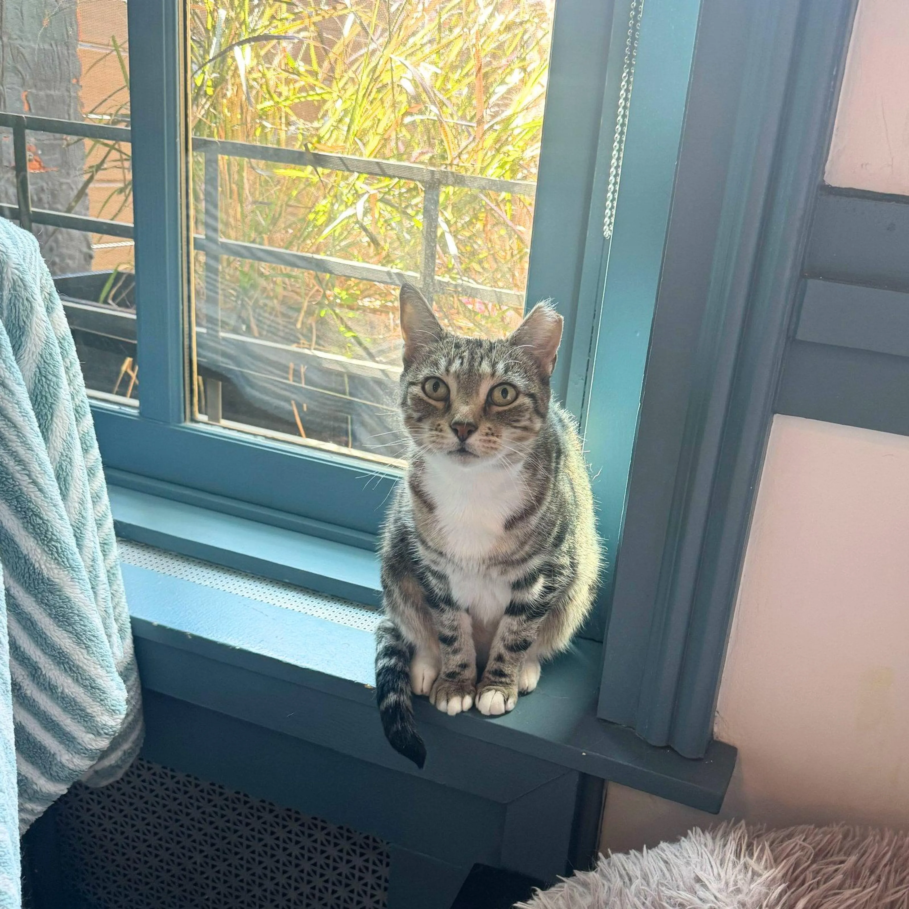 Found pet-1