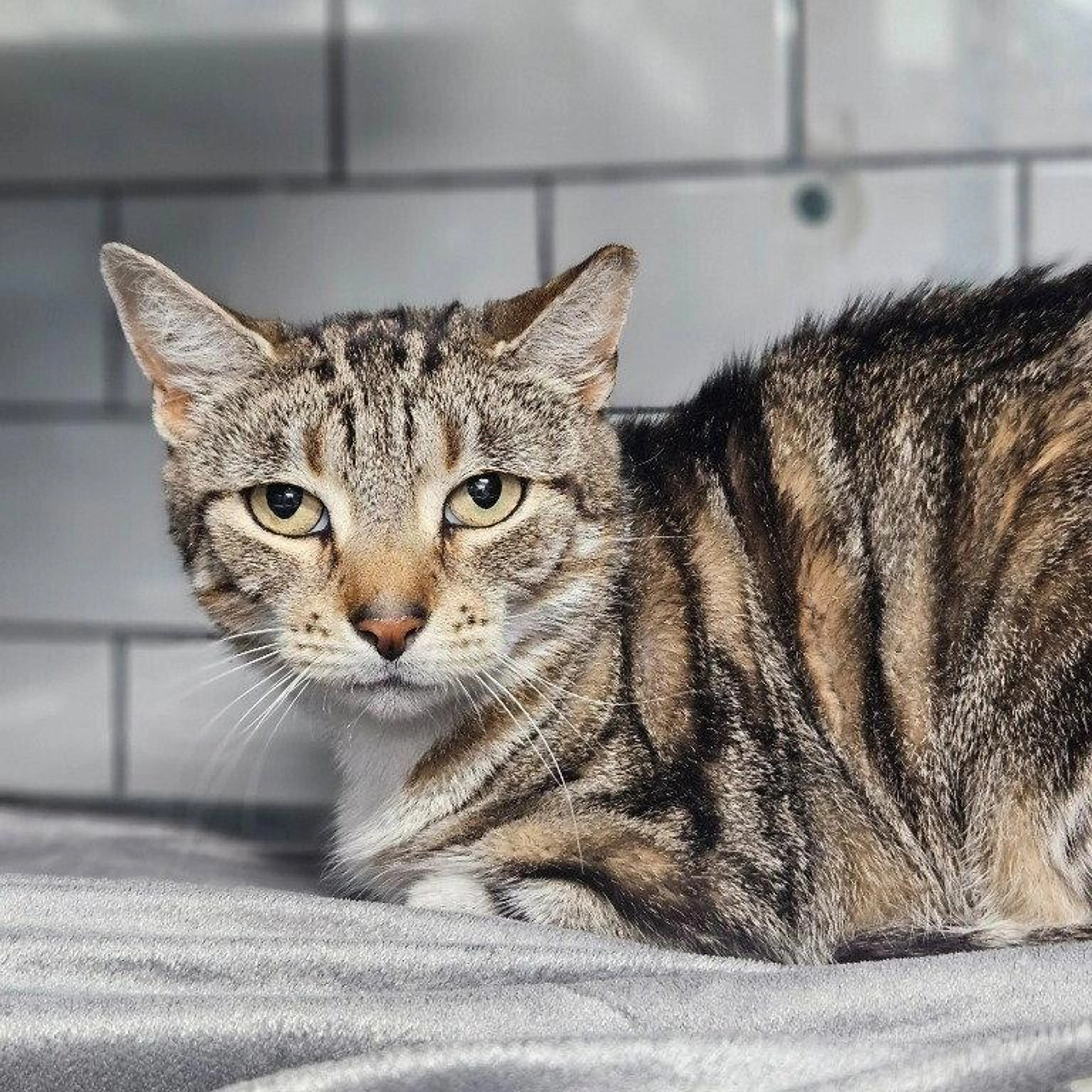 Found pet-2
