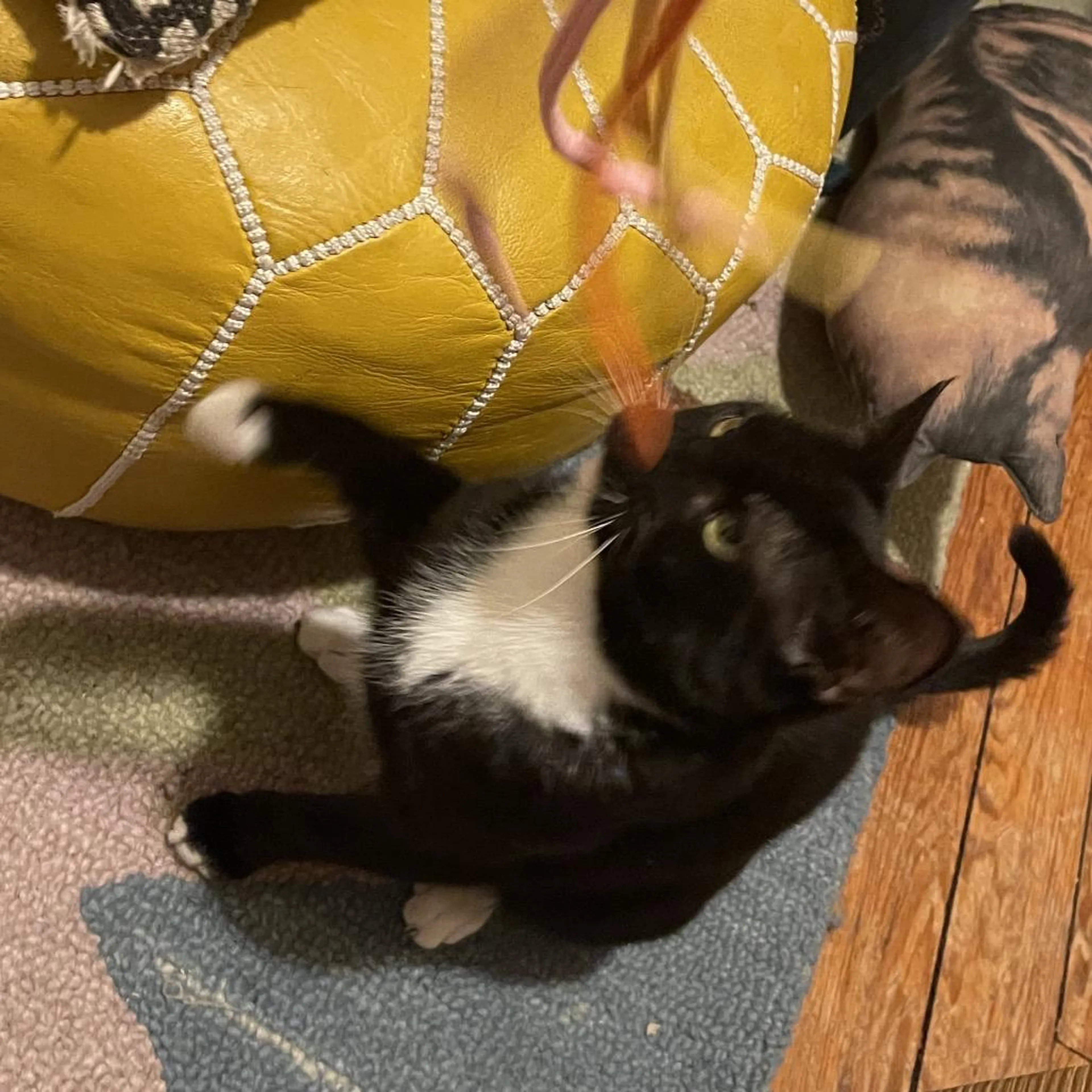 Found pet-2