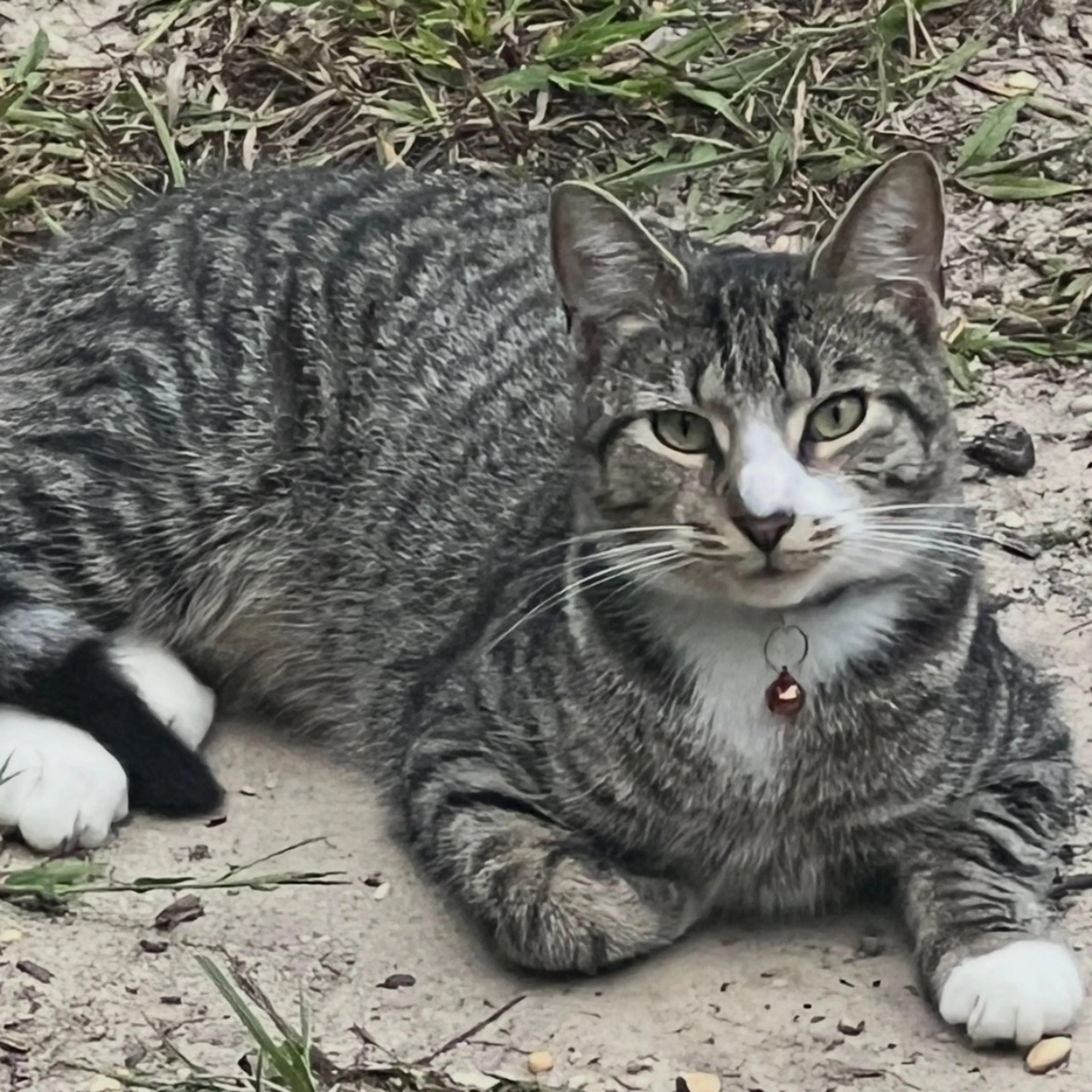 Lost pet