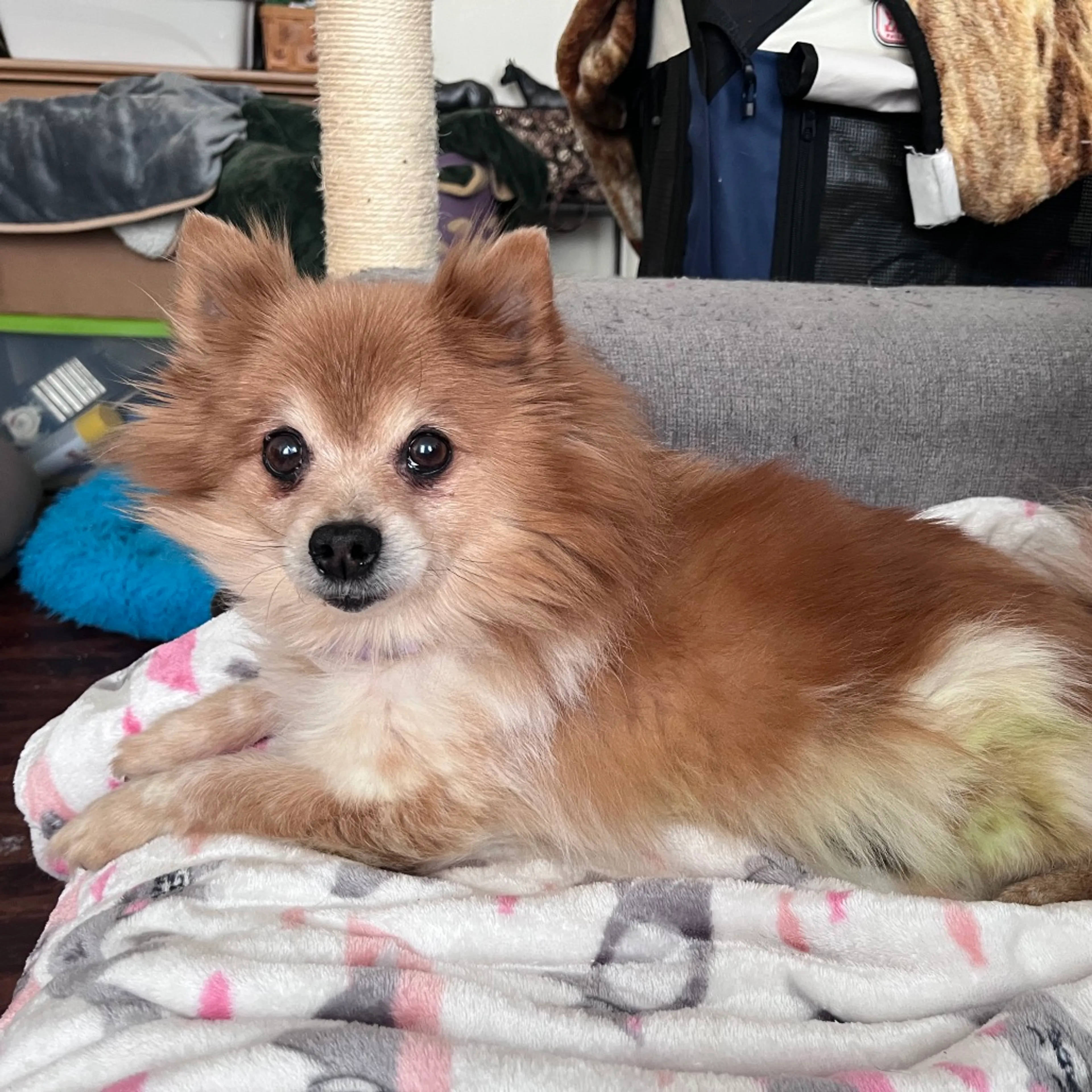 Found pet-2