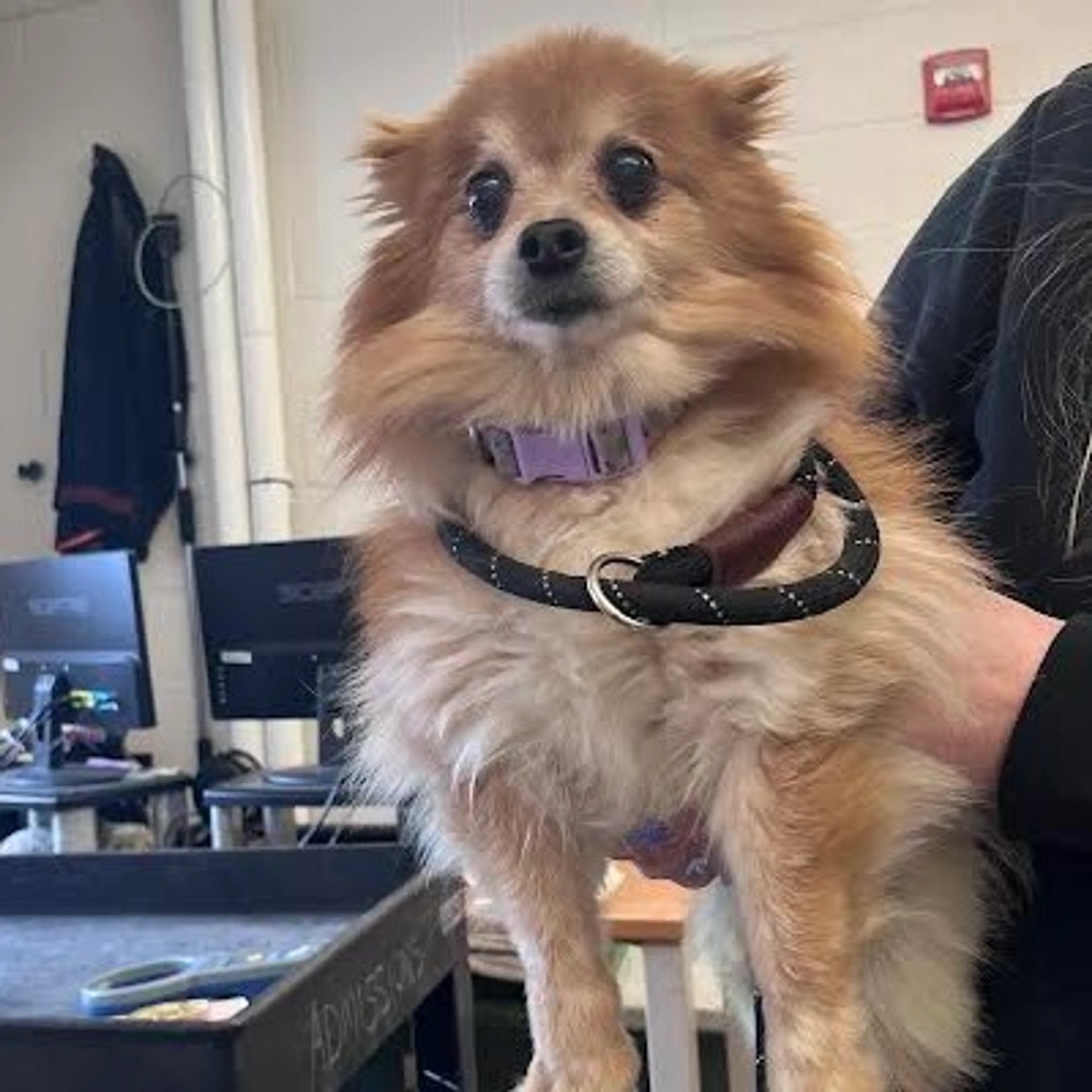 Found pet-1