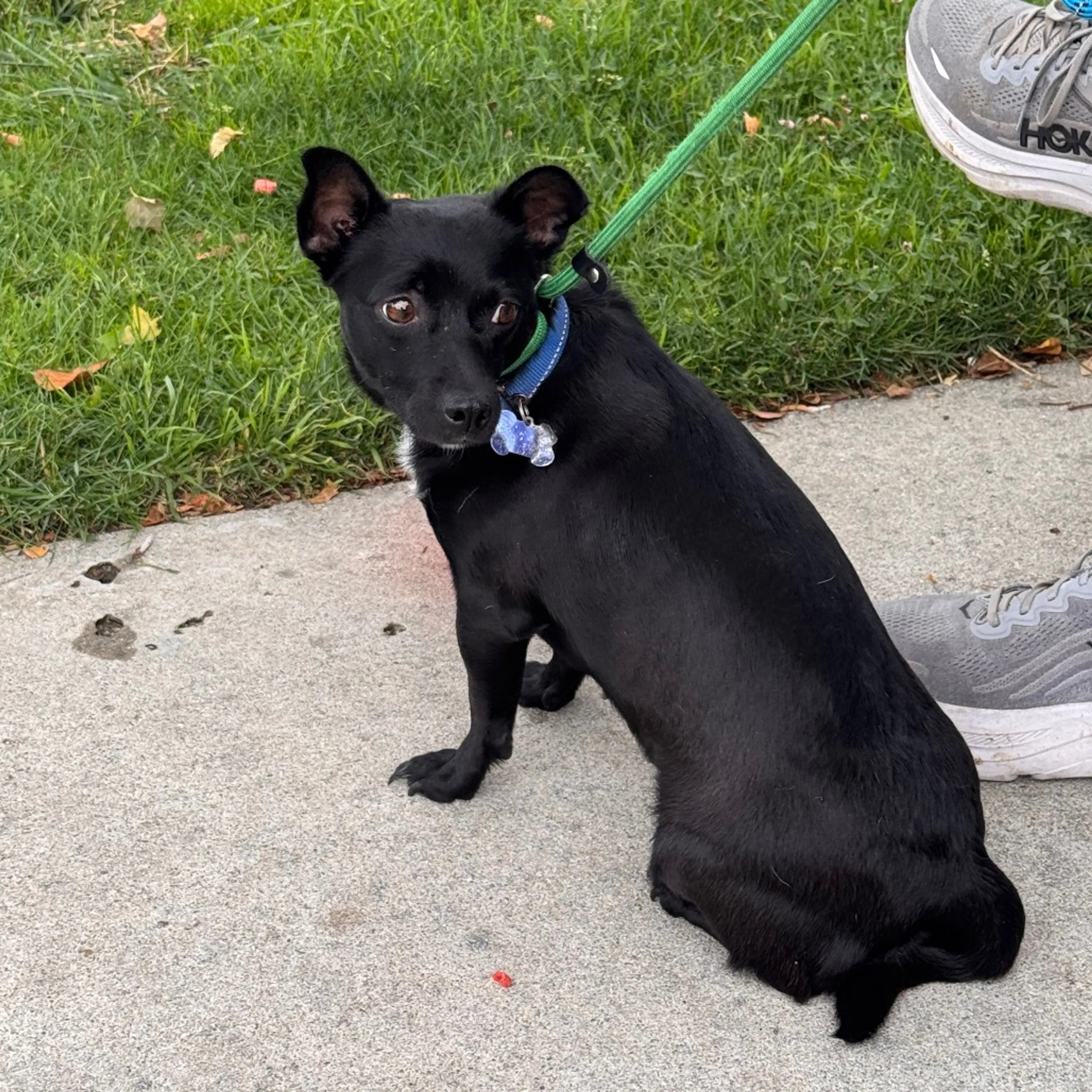 Found pet-12