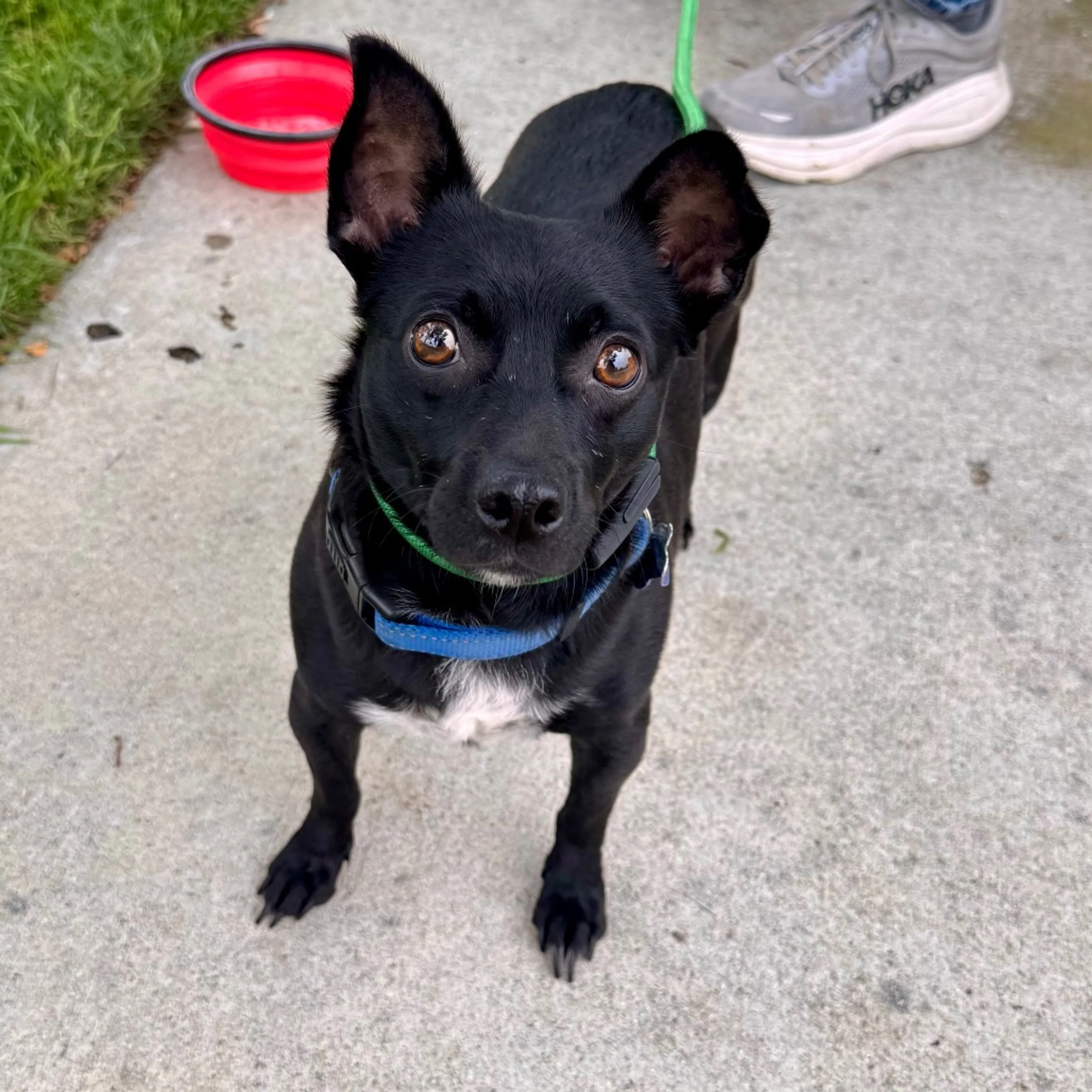 Found pet-11