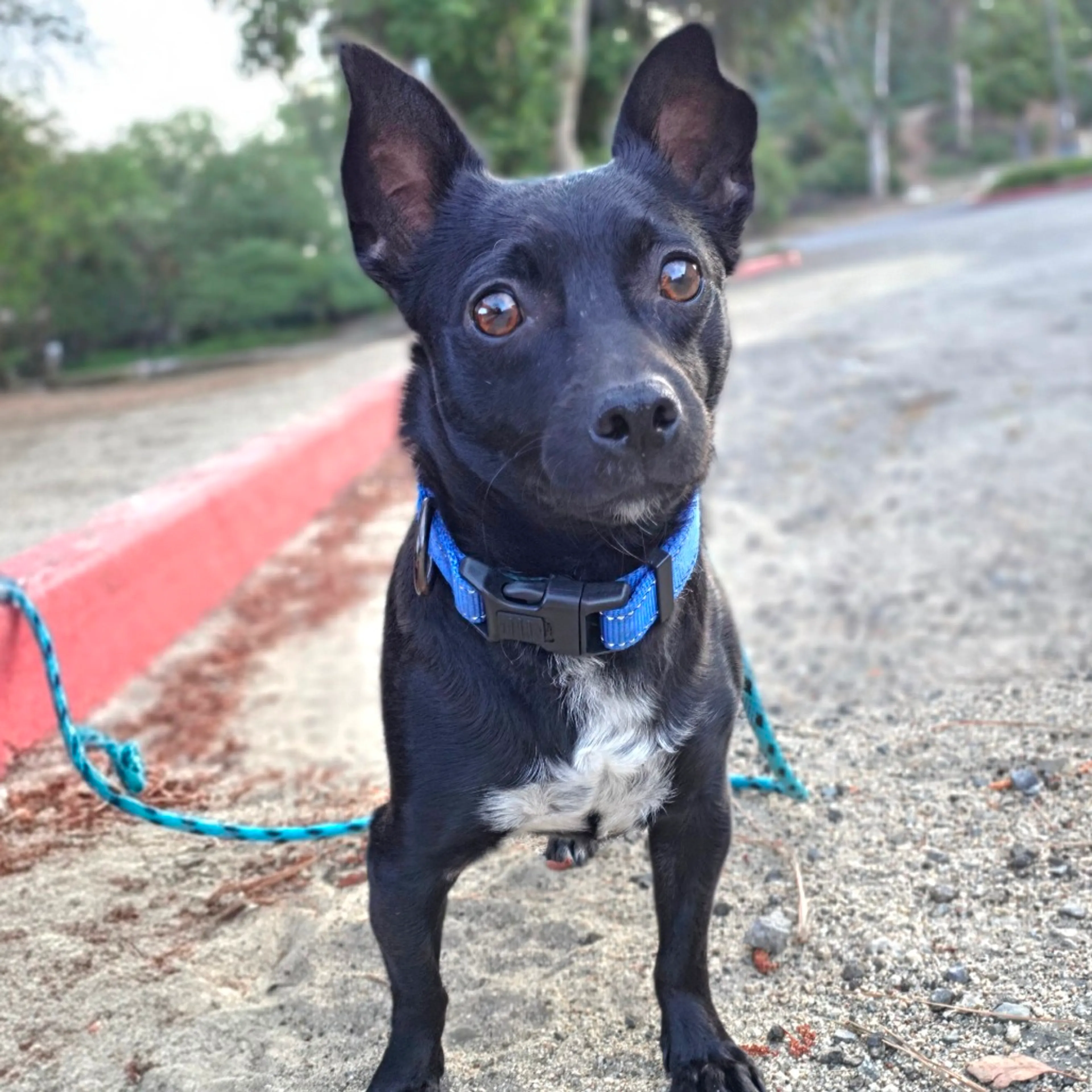 Found pet-7