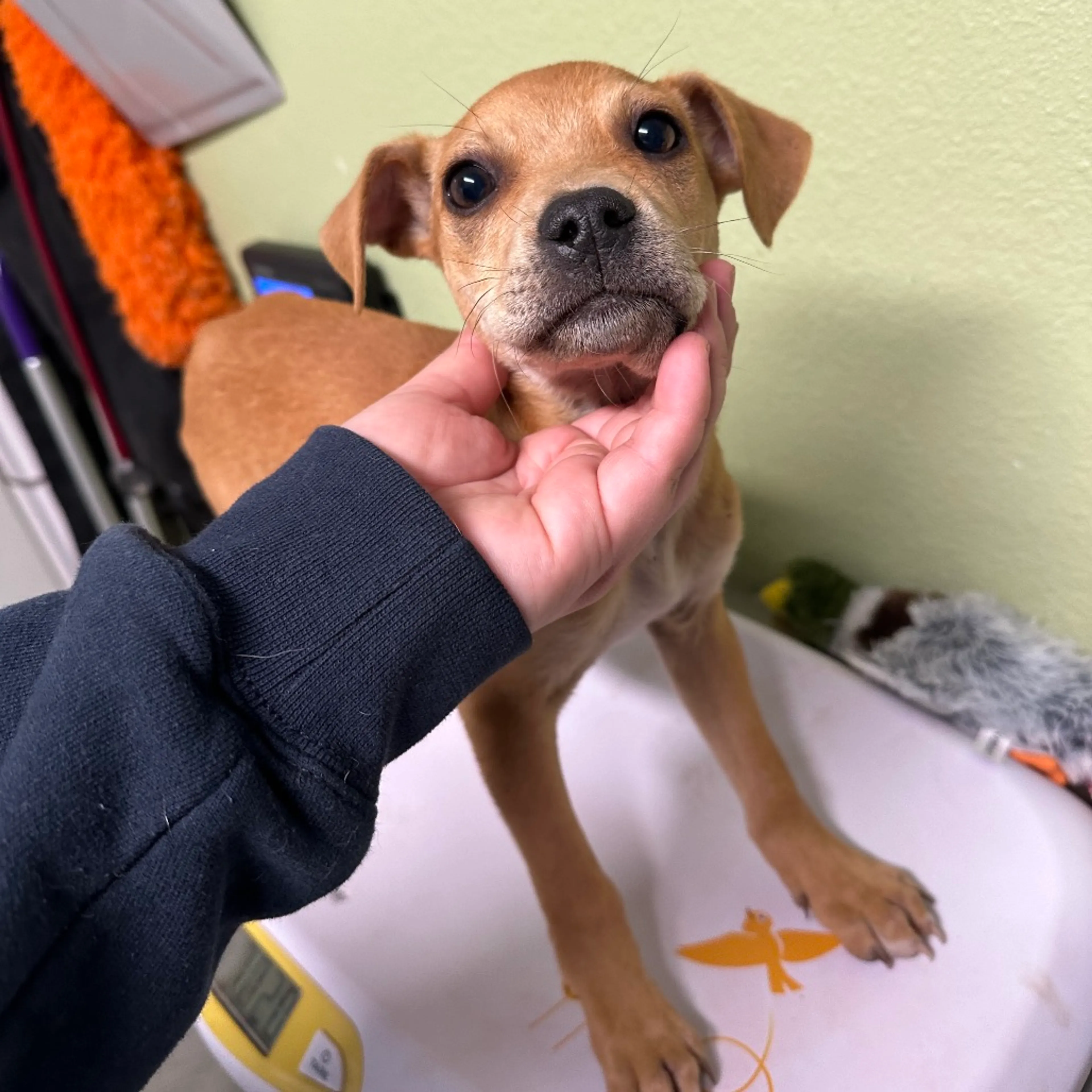 Found pet-1
