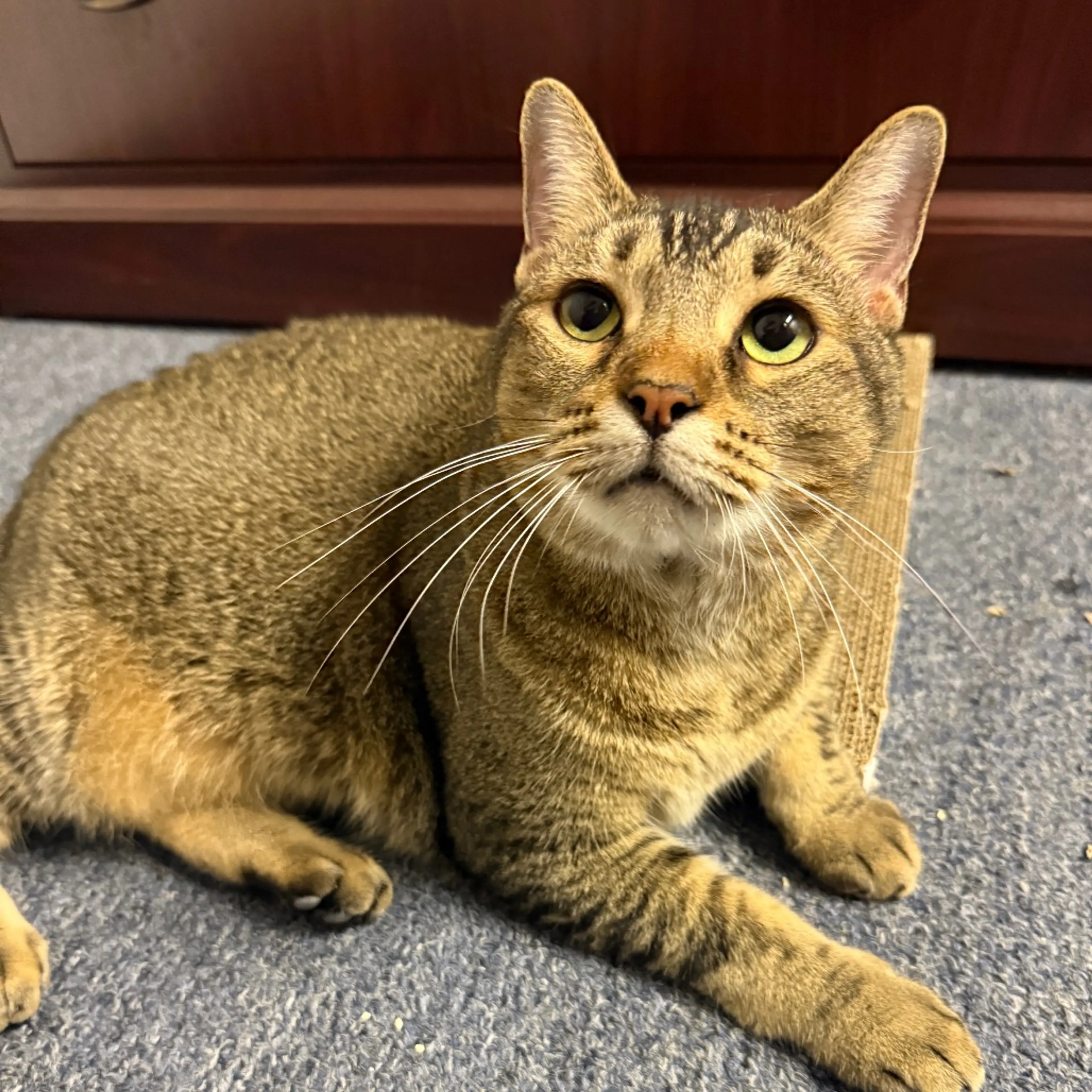 Found pet-1