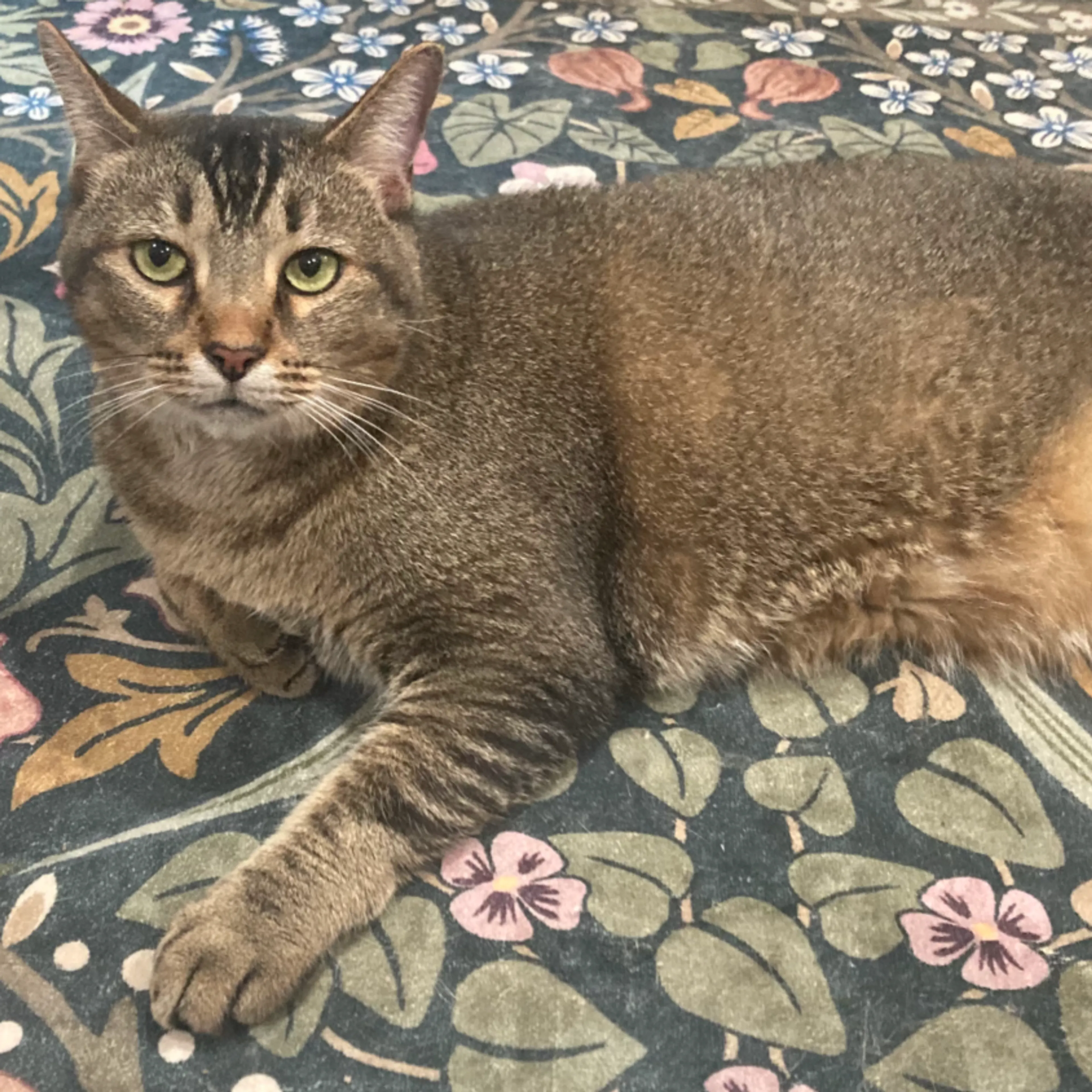 Found pet-2