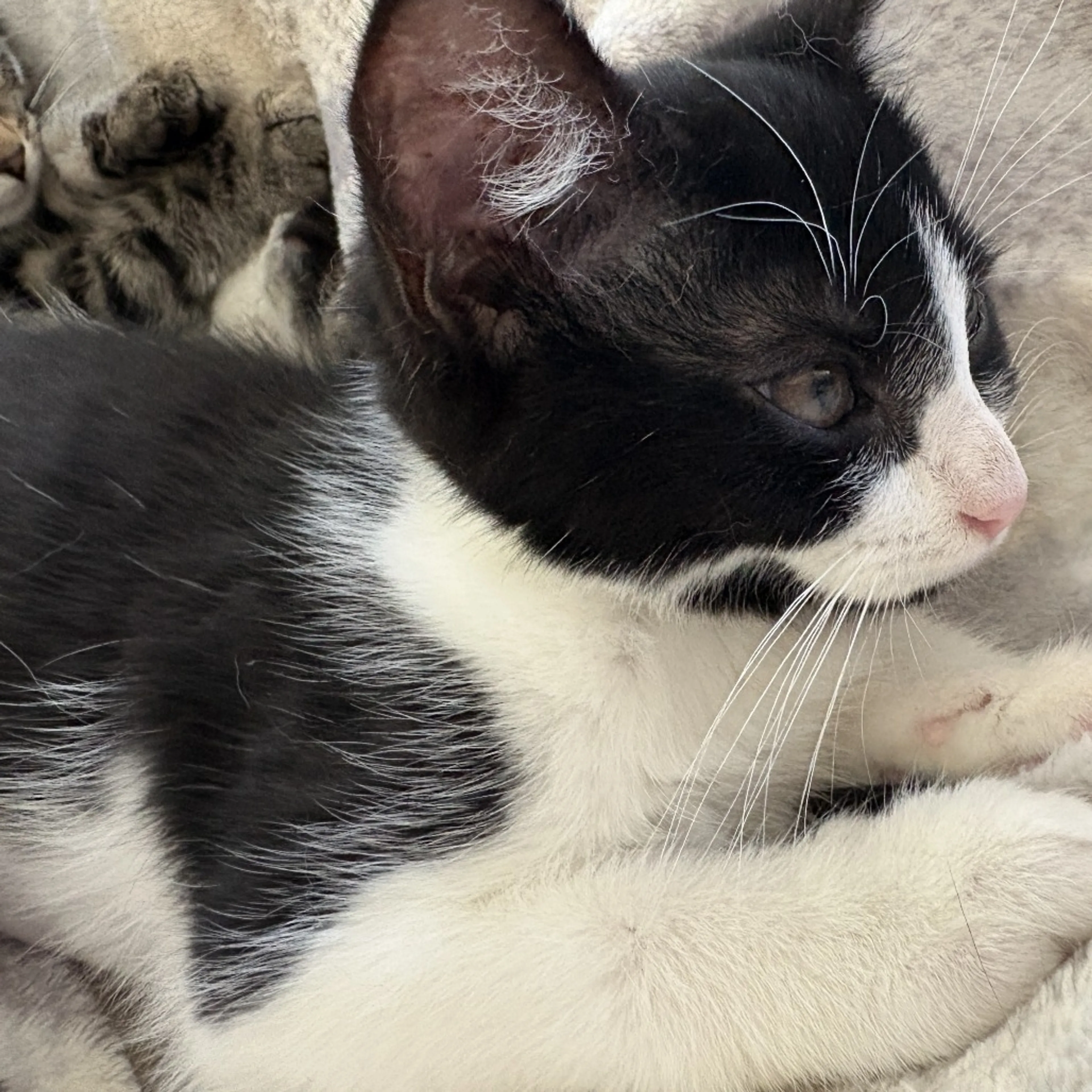 Found pet-3