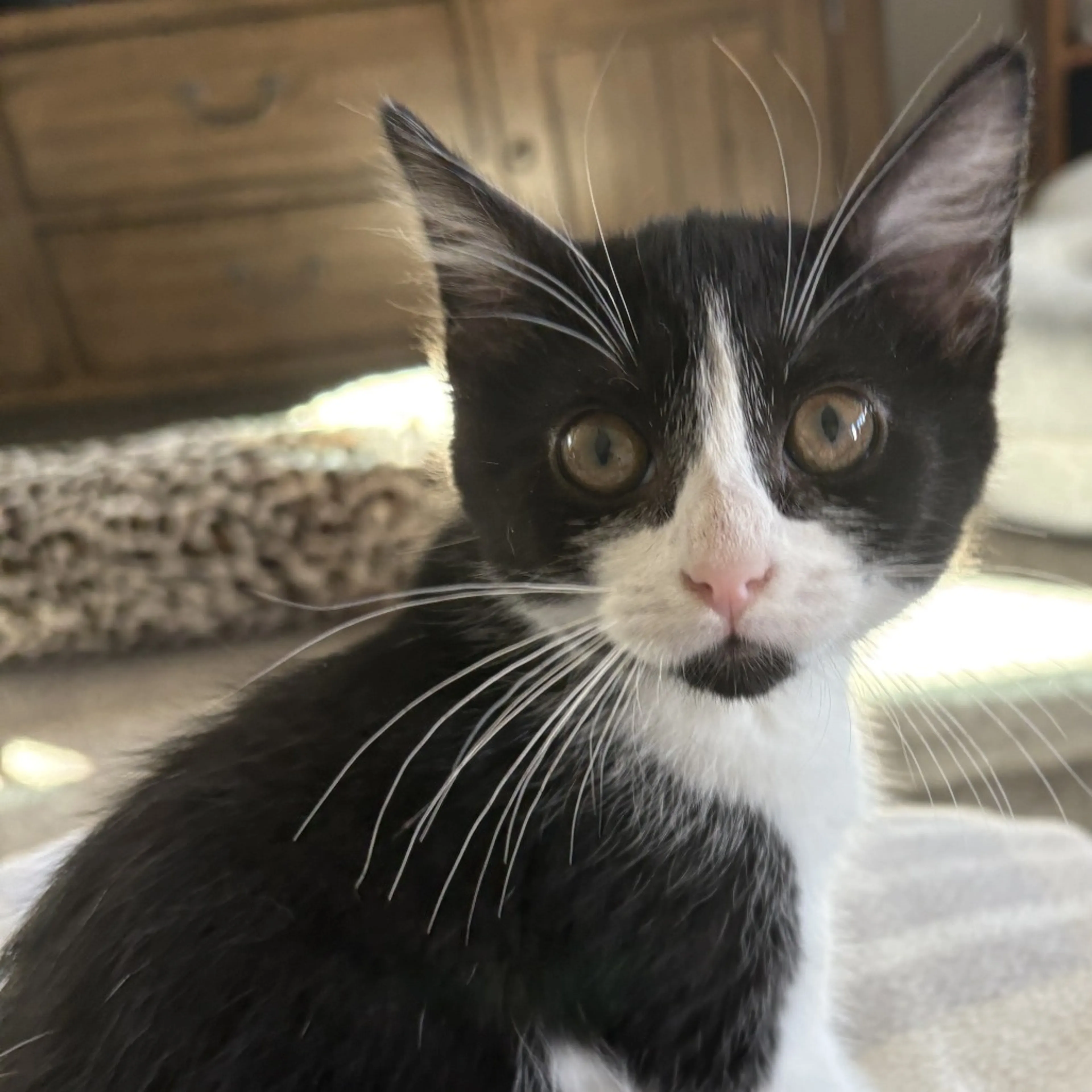 Found pet-2