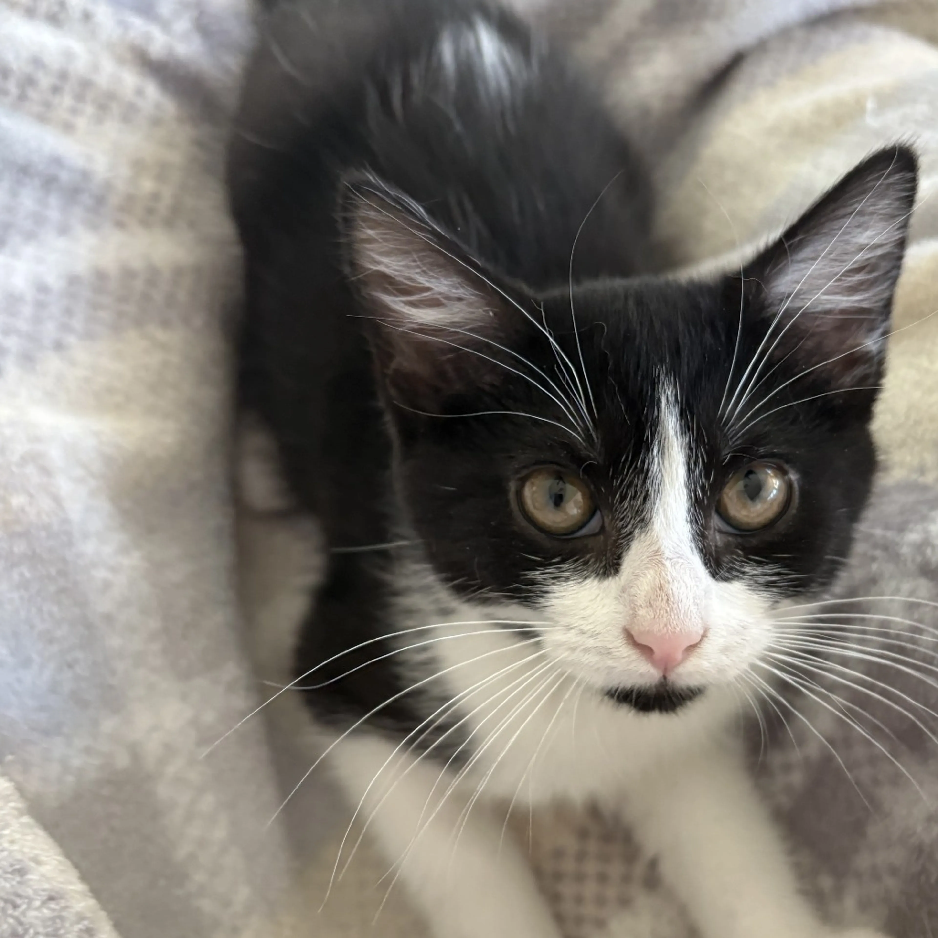 Found pet-1