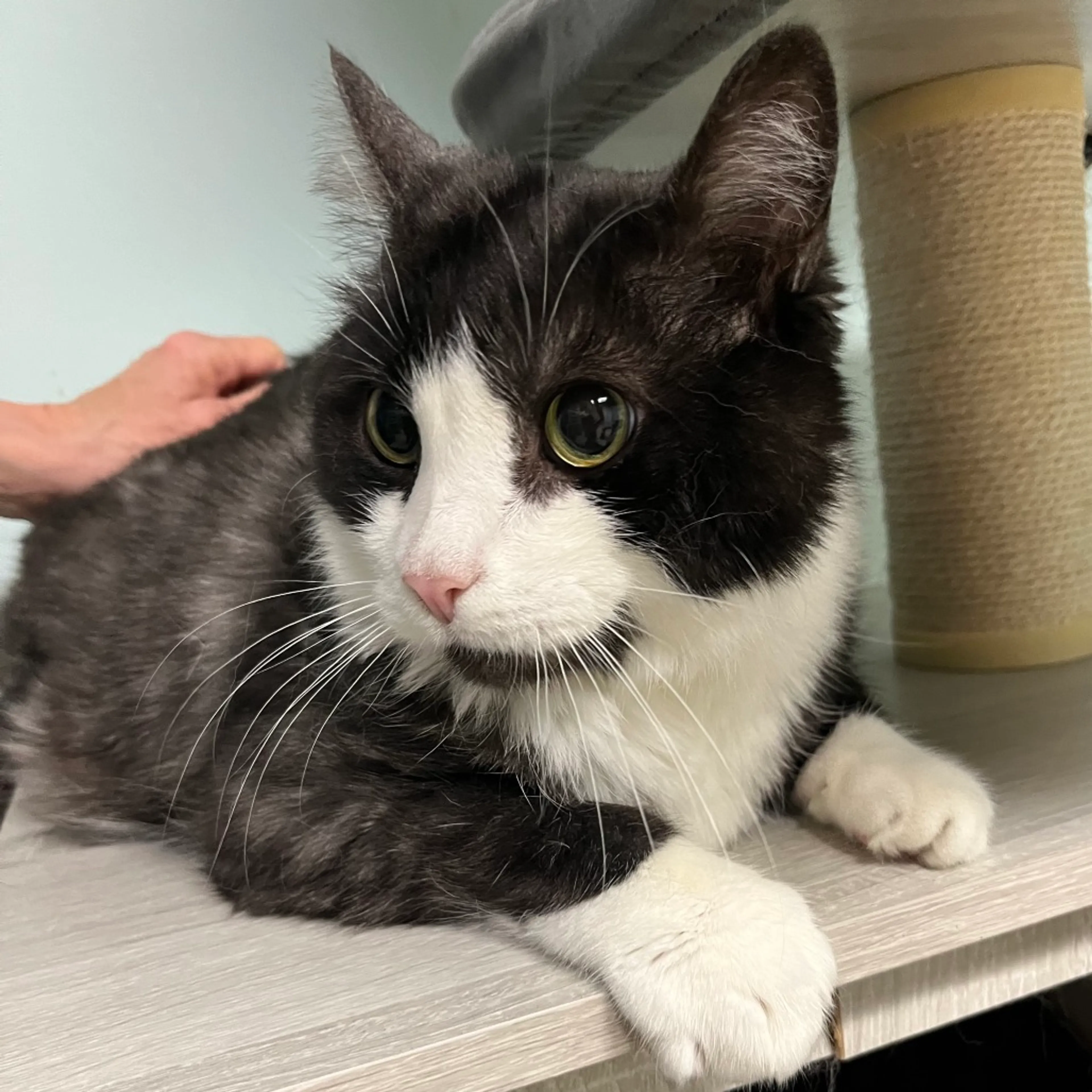 Found pet-2