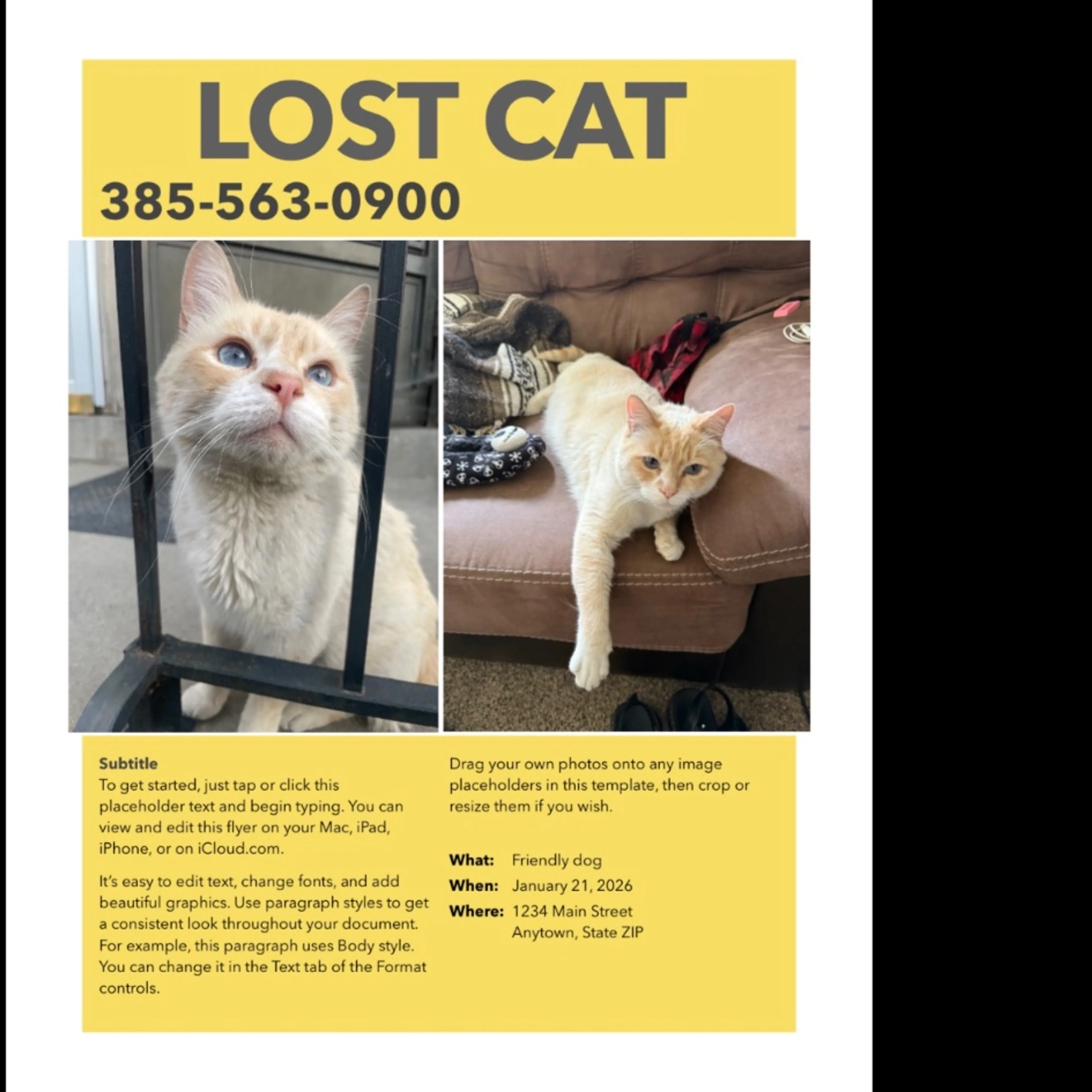 Lost pet